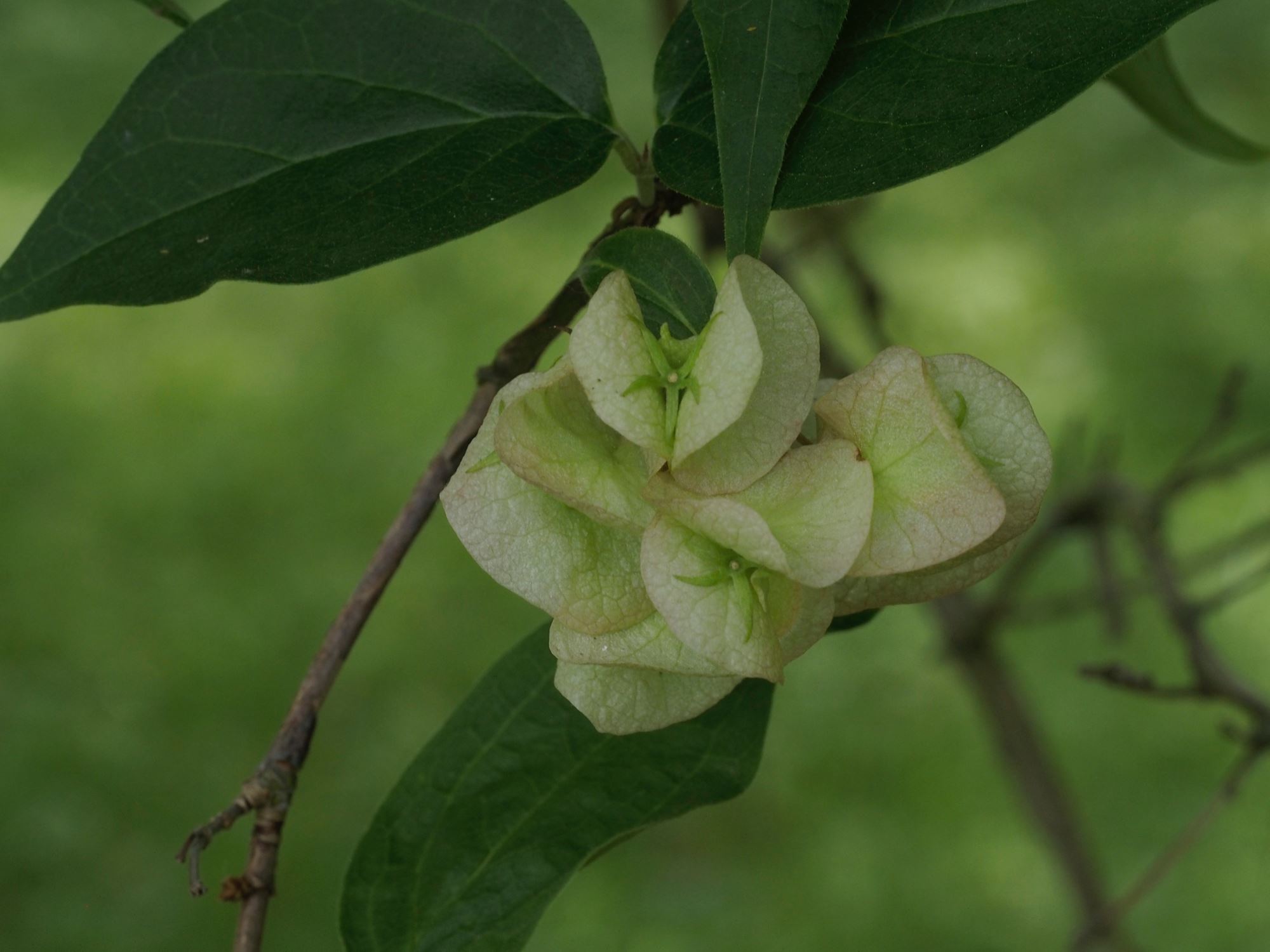 Image of Linnaea dipelta