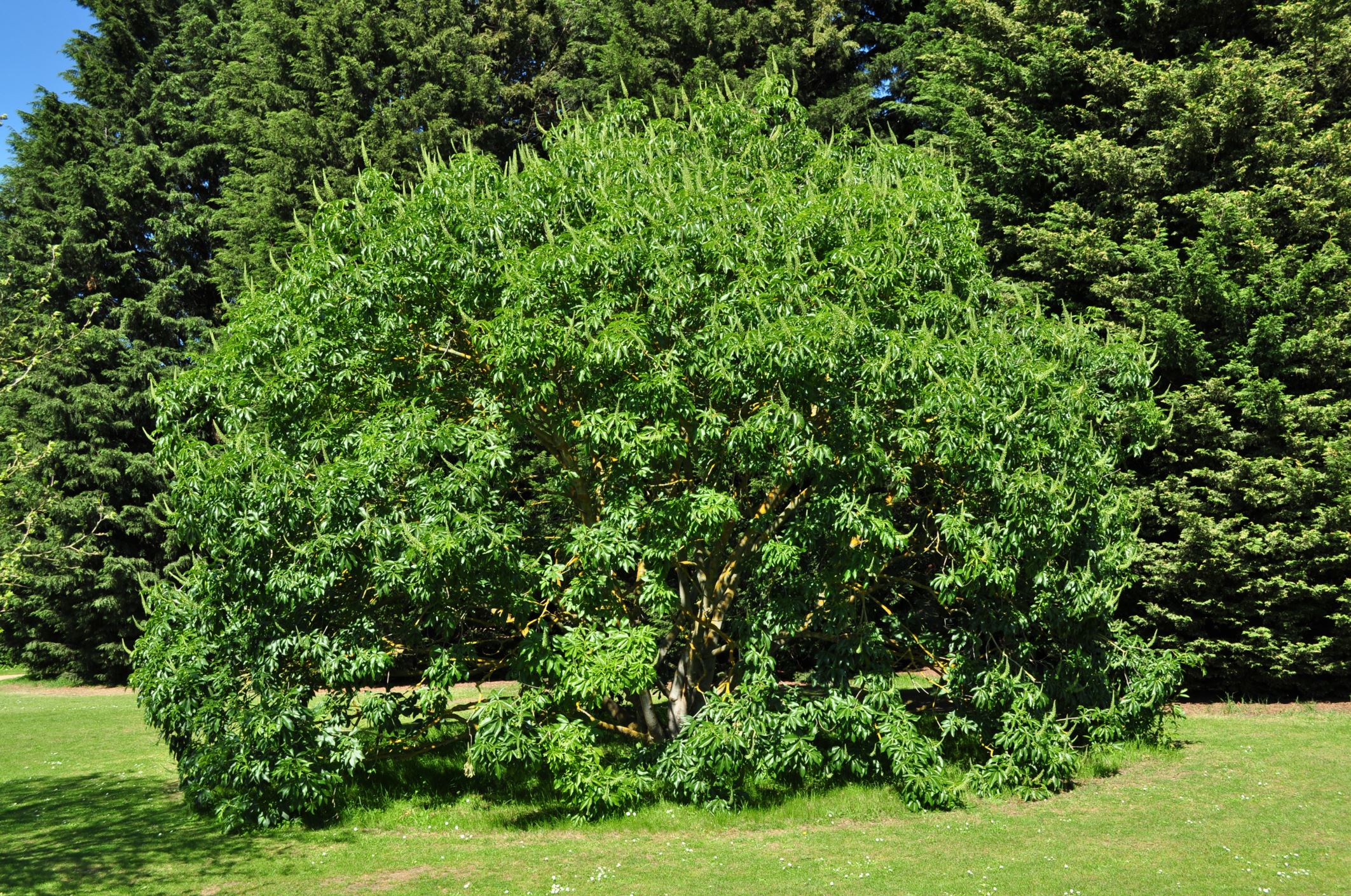 Image of Aesculus californica