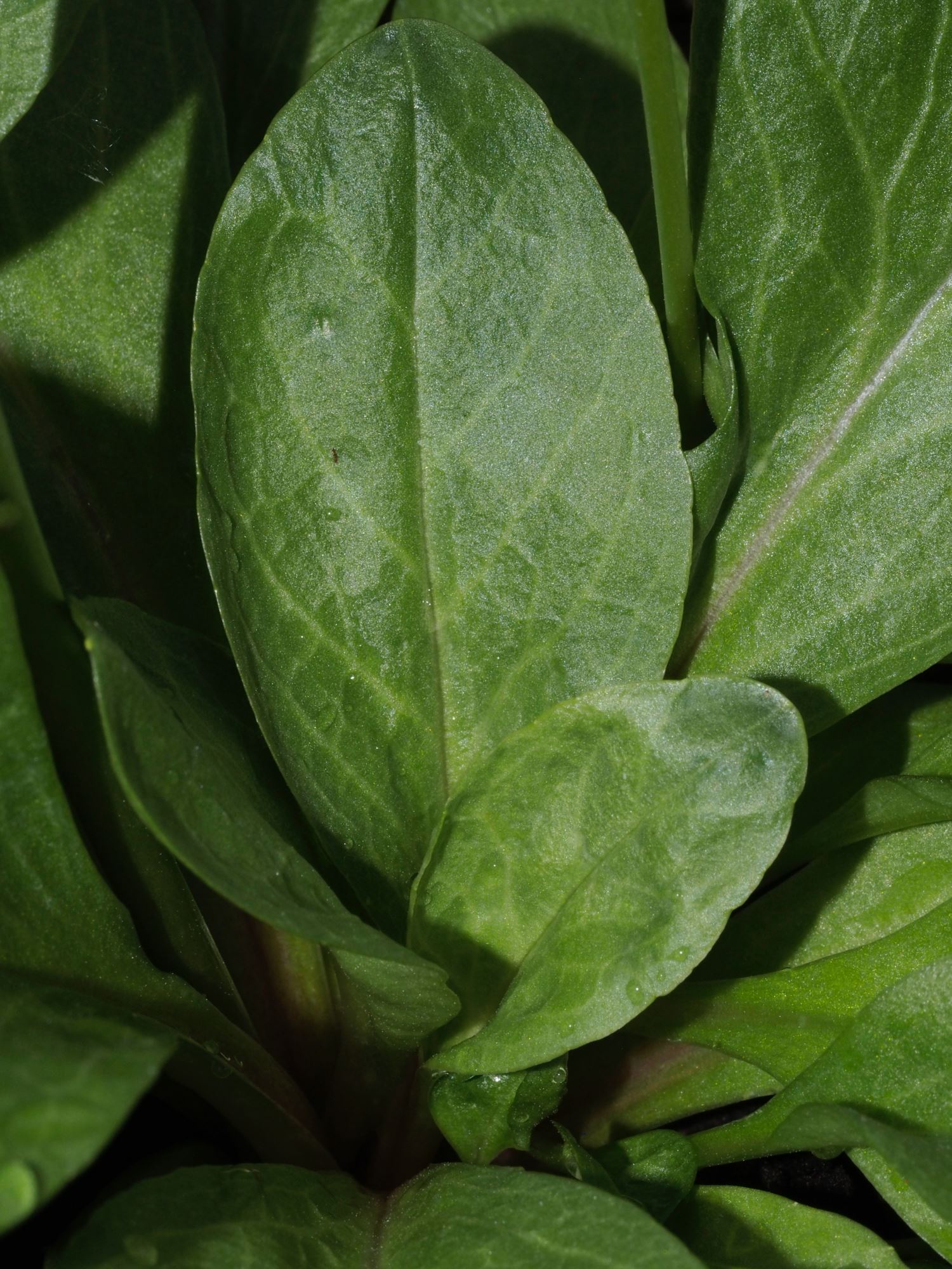 Image of Dodecatheon pulchellum subsp. pulchellum