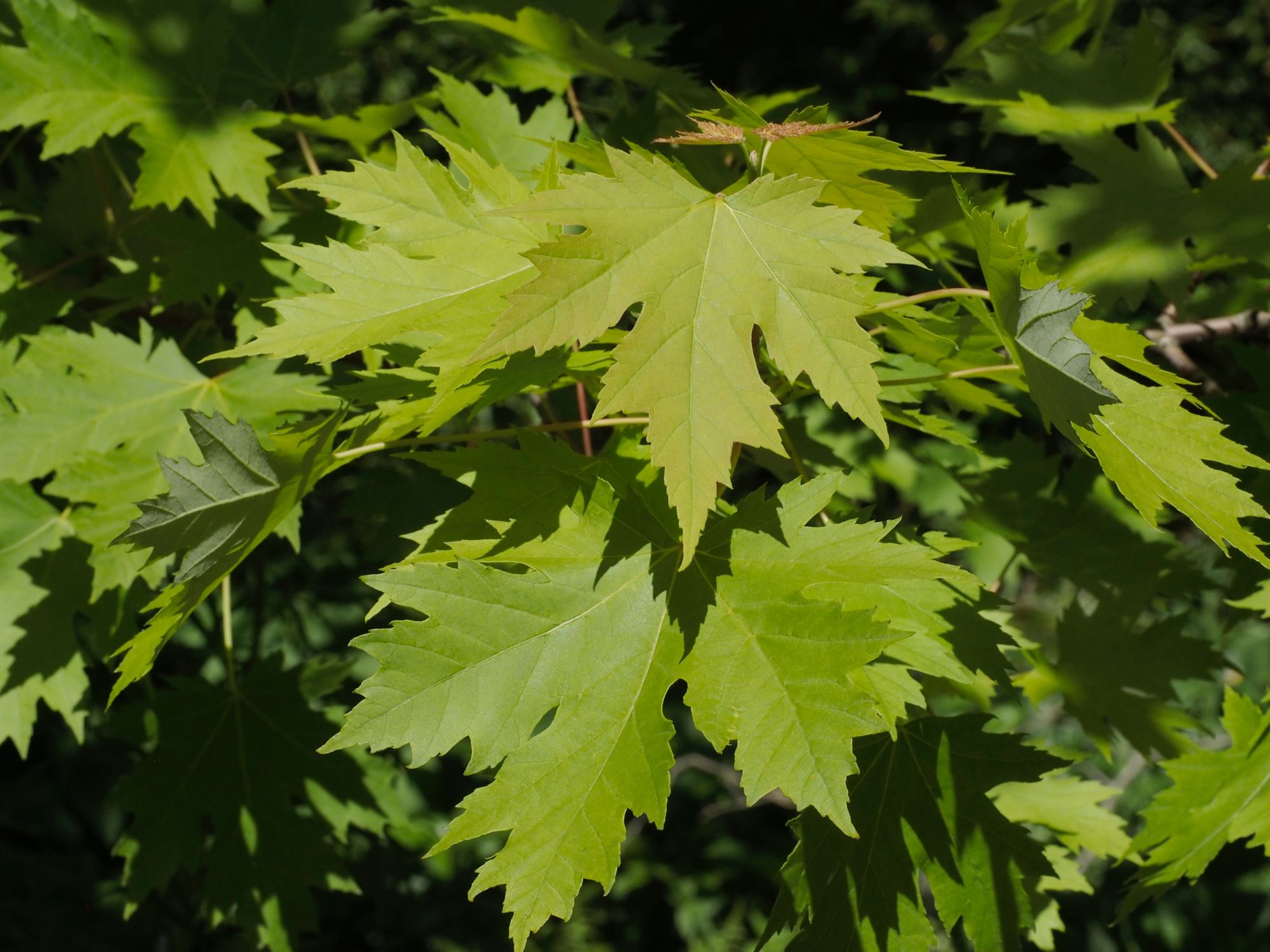 Image of Acer saccharinum