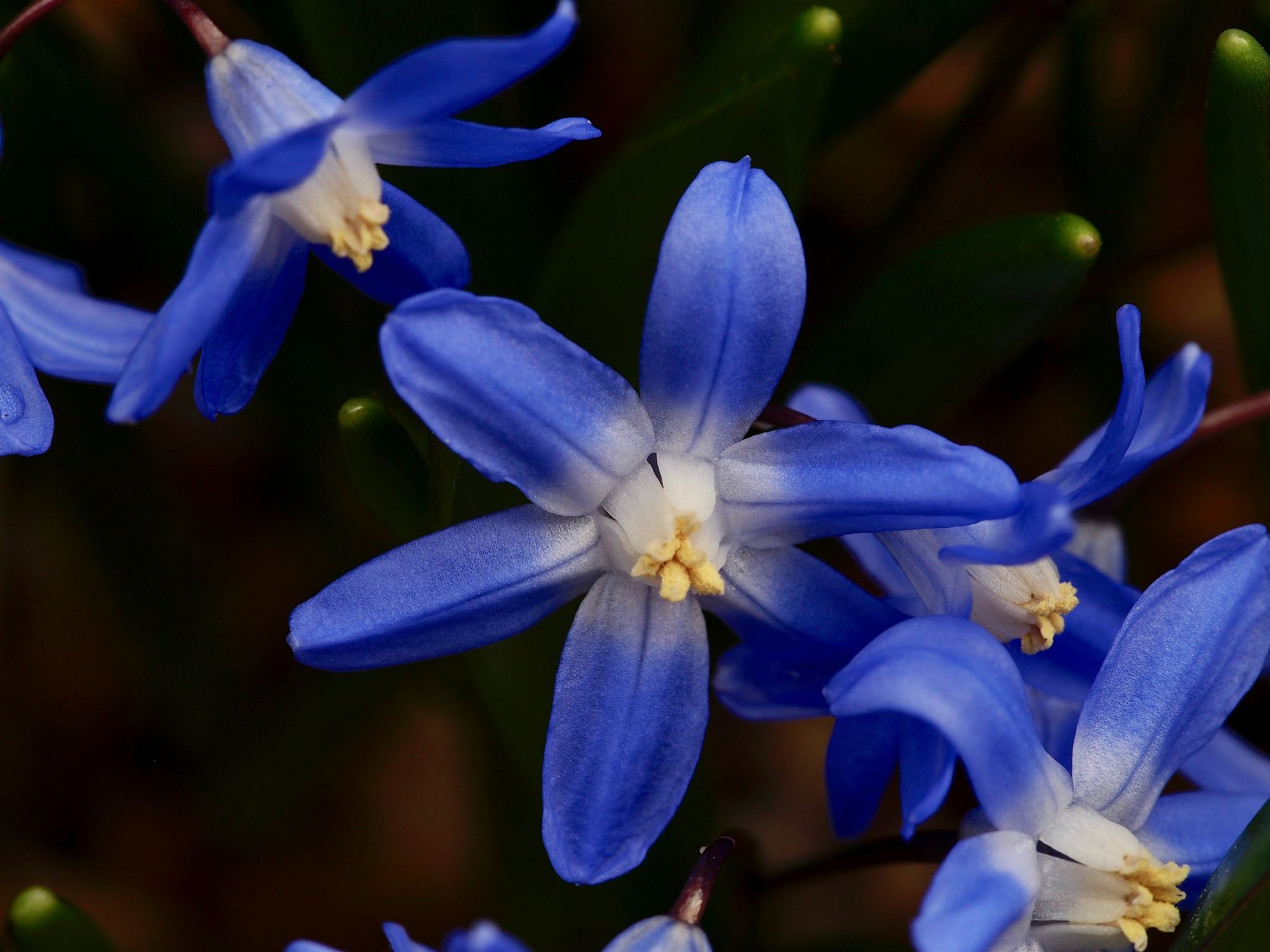 Image of Scilla forbesii 'Tmoli'