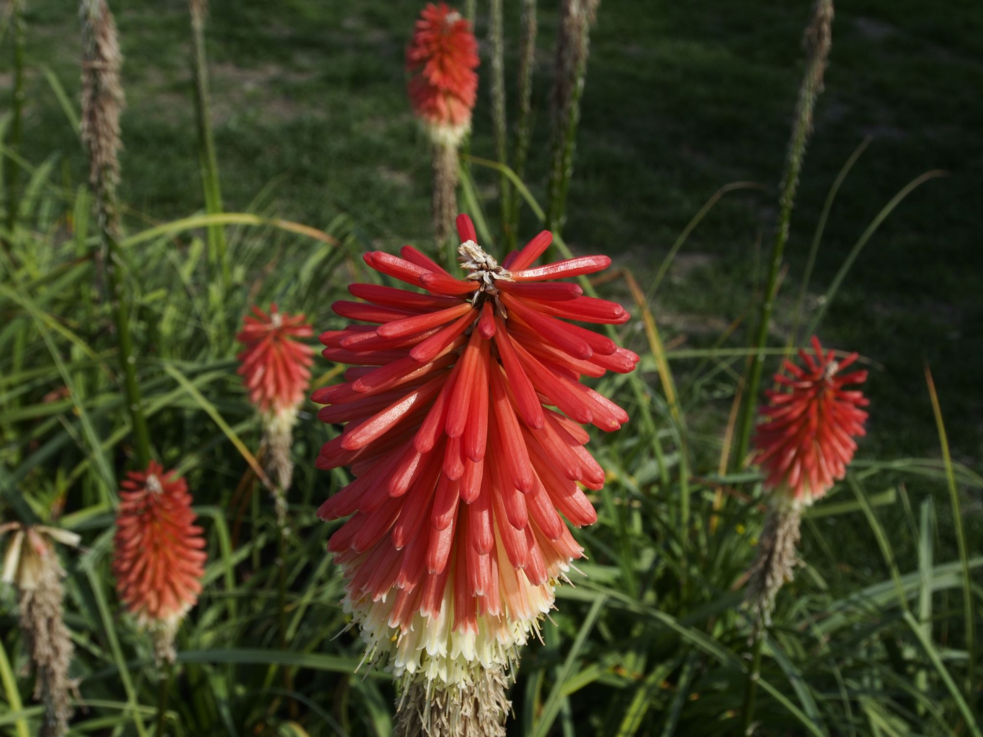 Image of Kniphofia ensifolia subsp. ensifolia