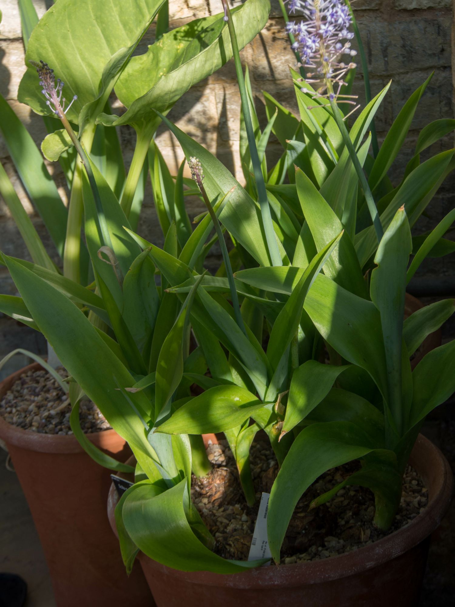 Image of Scilla madeirensis