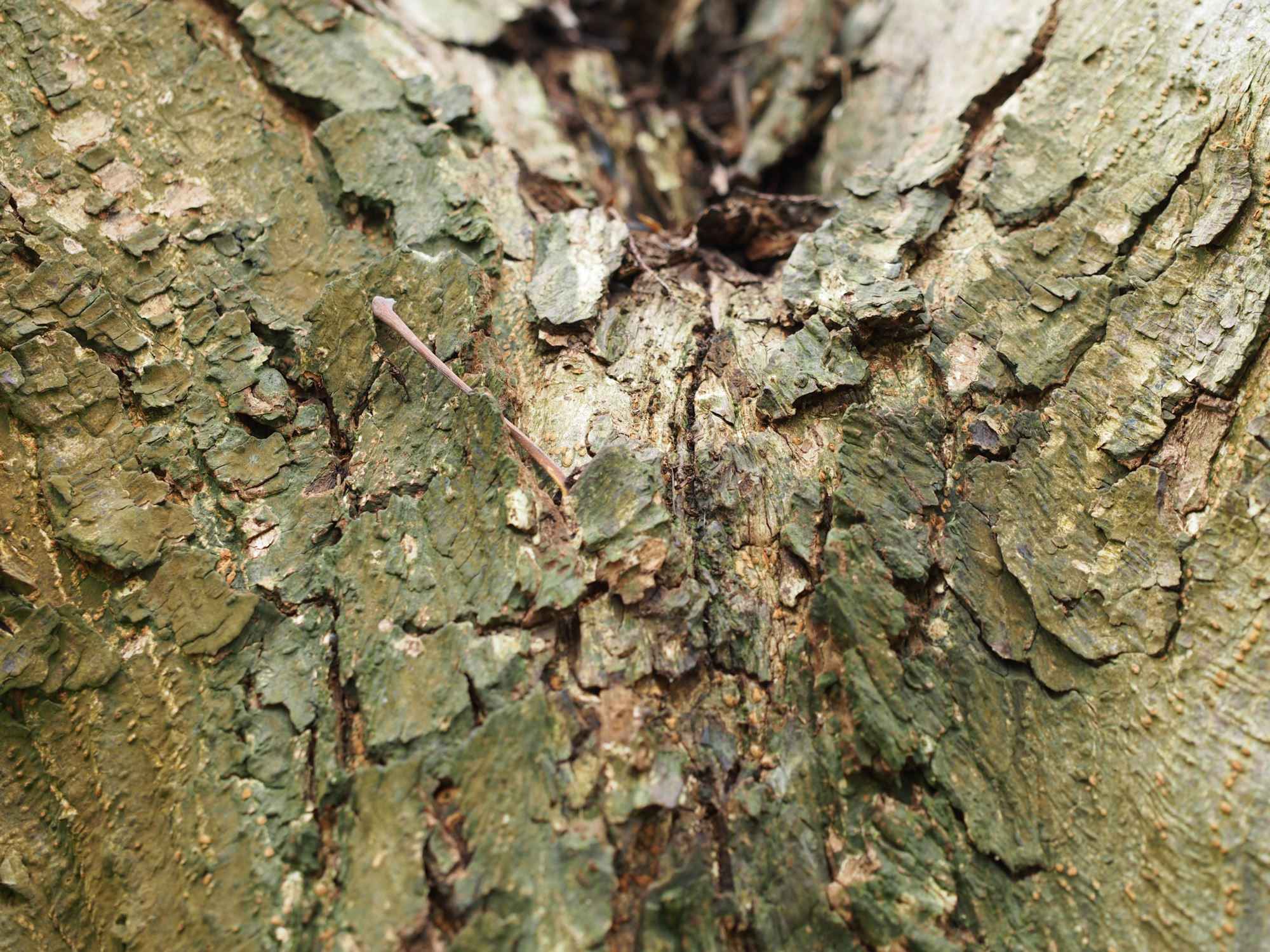 Image of Aesculus indica