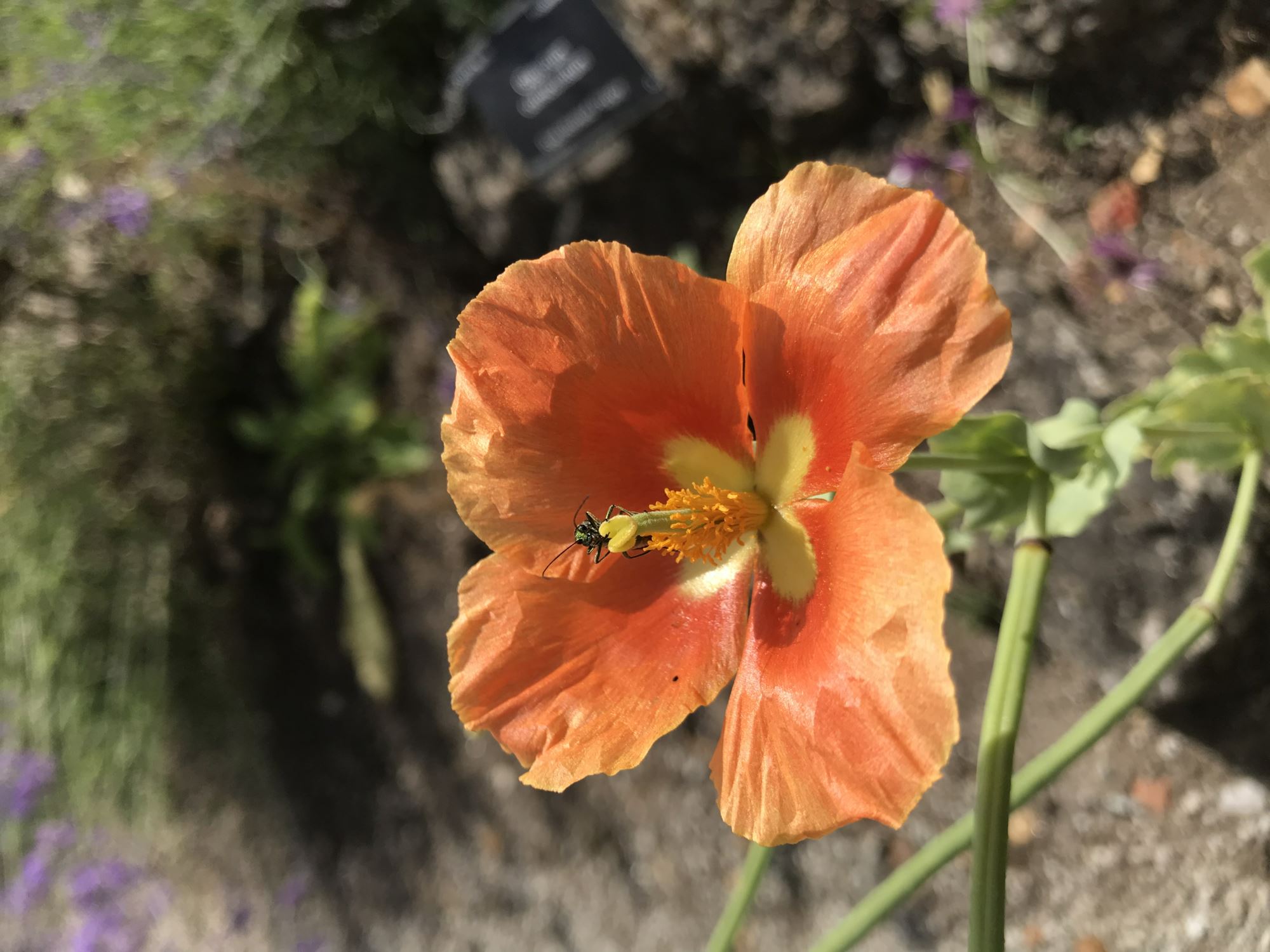 Image of Glaucium flavum
