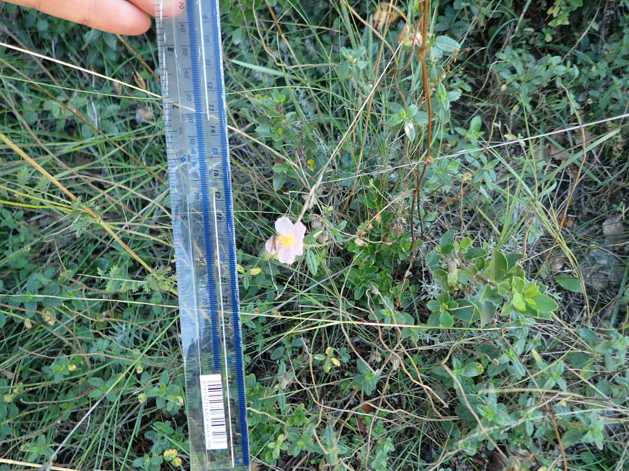 Image of Helianthemum nummularium var. pyrenaicum