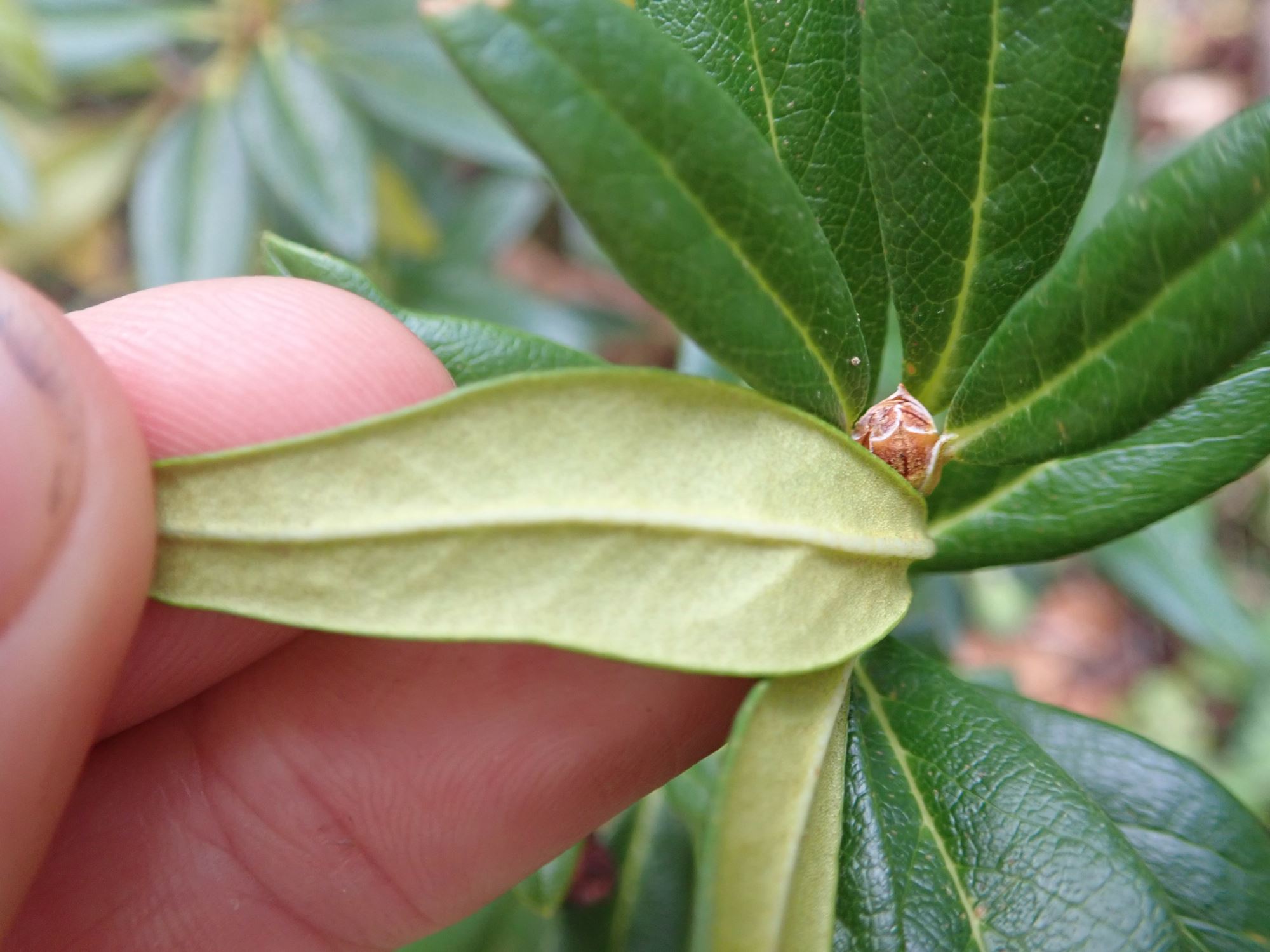 Image of Rhododendron ferrugineum