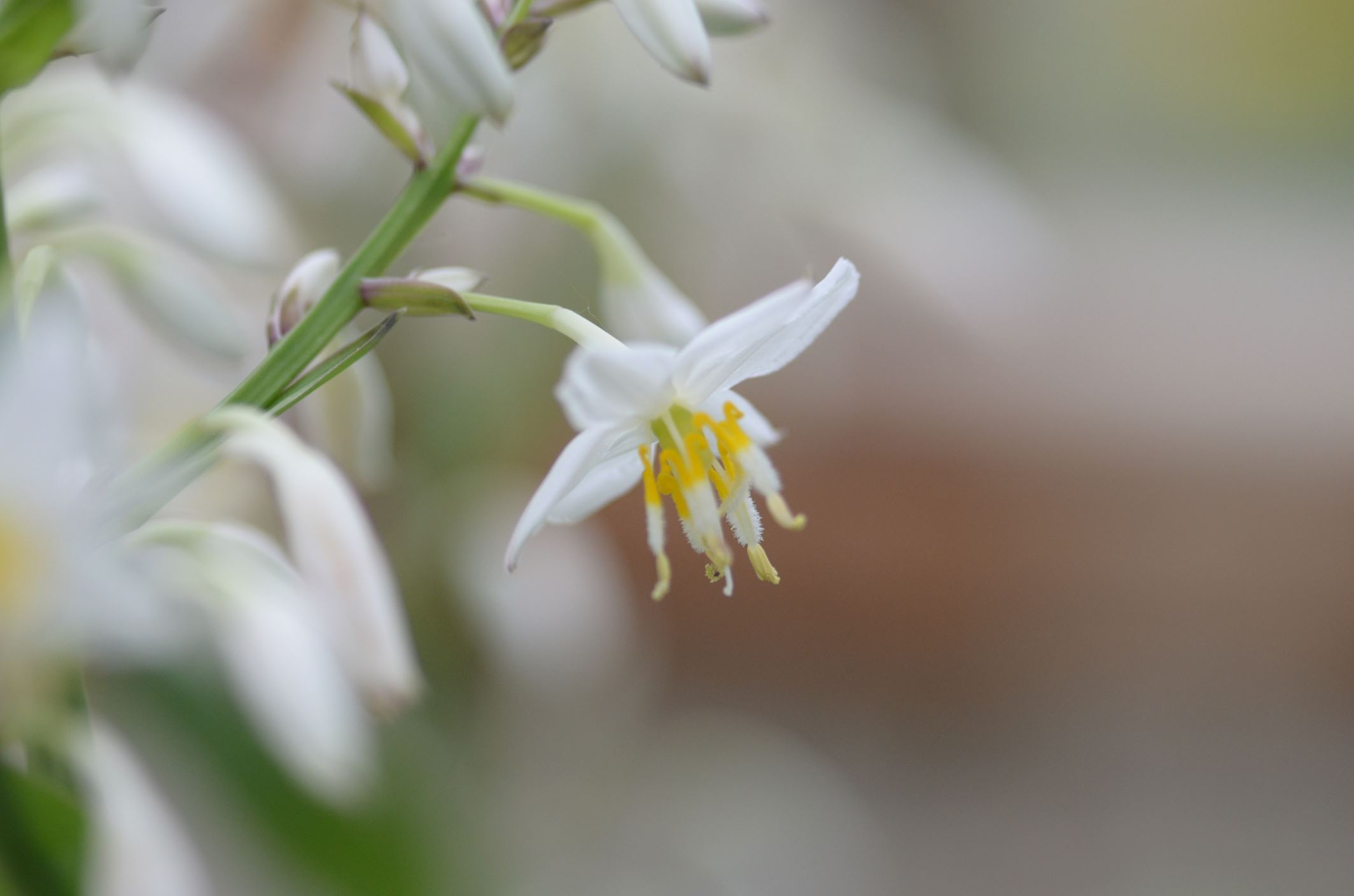 Image of Arthropodium cirrhatum