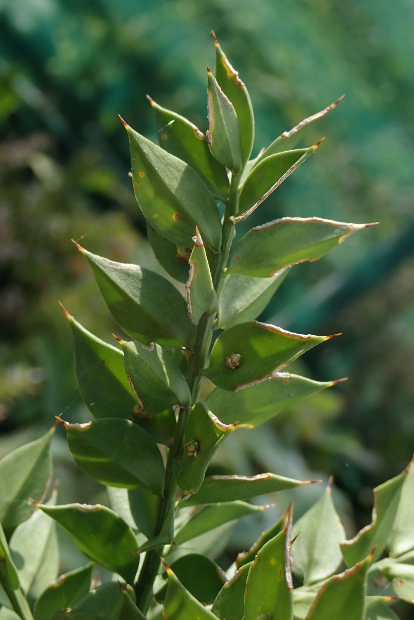 Image of Ruscus aculeatus
