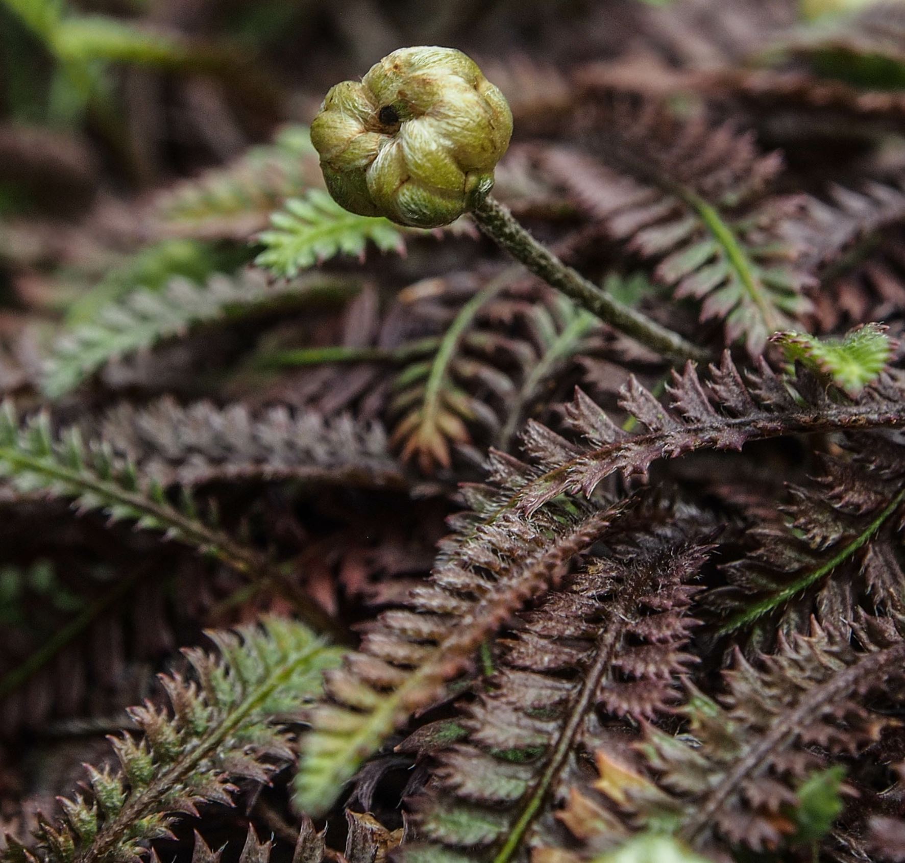 Image of Leptinella 'Platts Black'