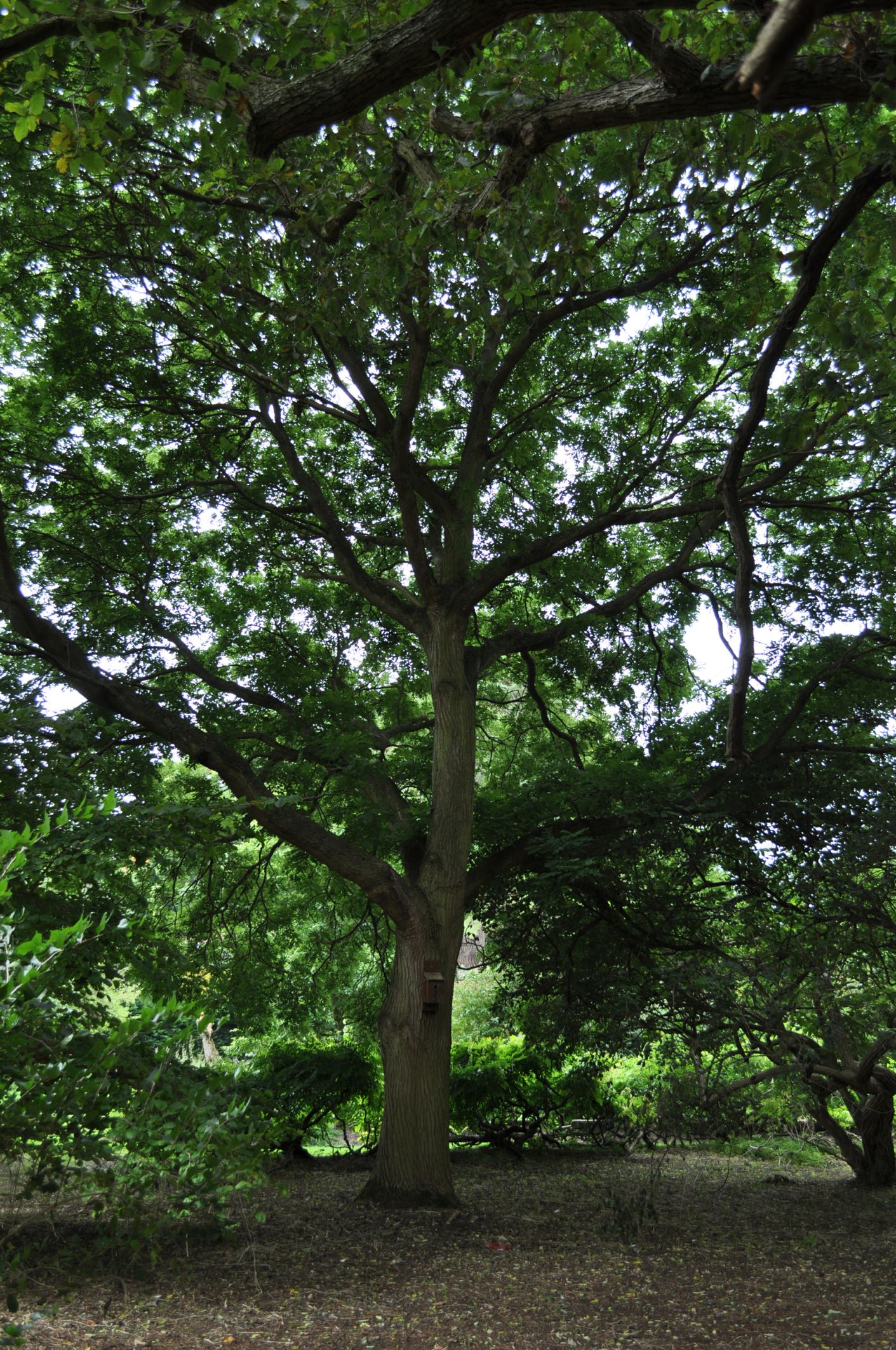 Image of Styphnolobium japonicum