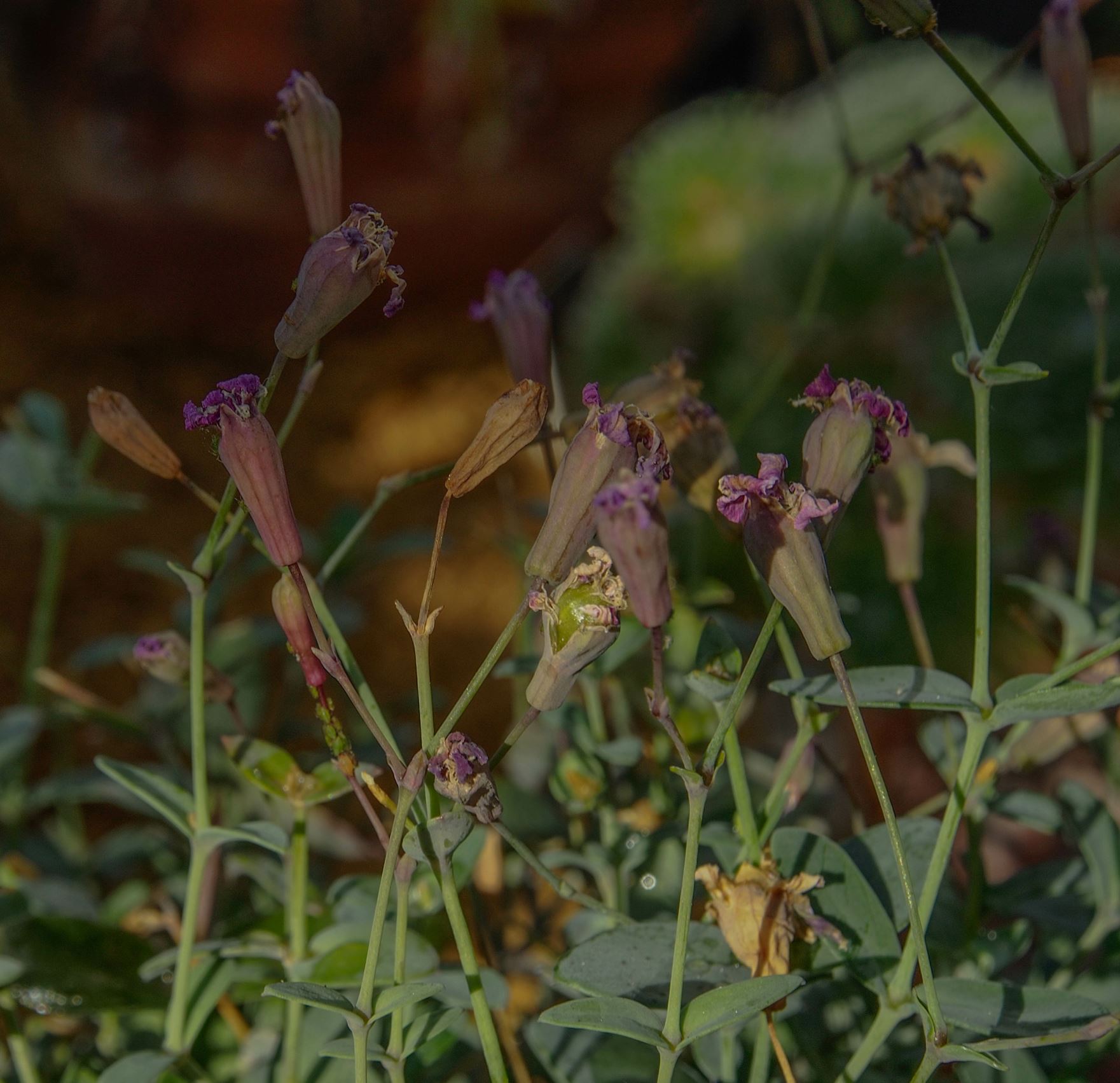 Image of Petrocoptis glaucifolia