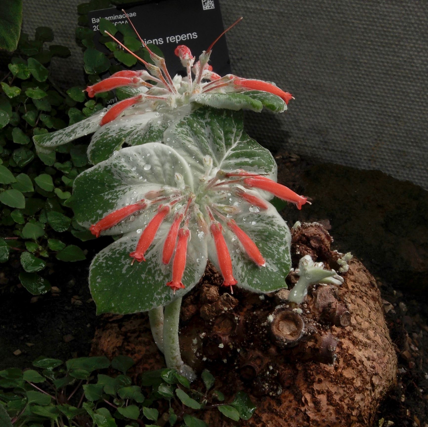 Image of Sinningia leucotricha