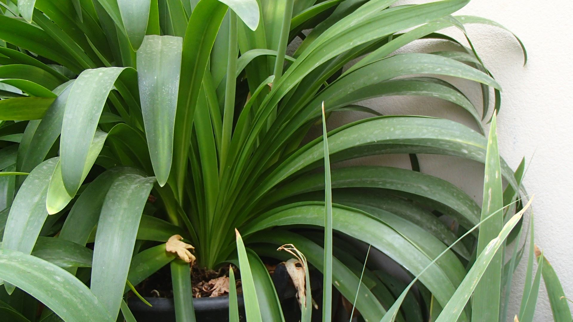Image of Agapanthus praecox subsp. praecox