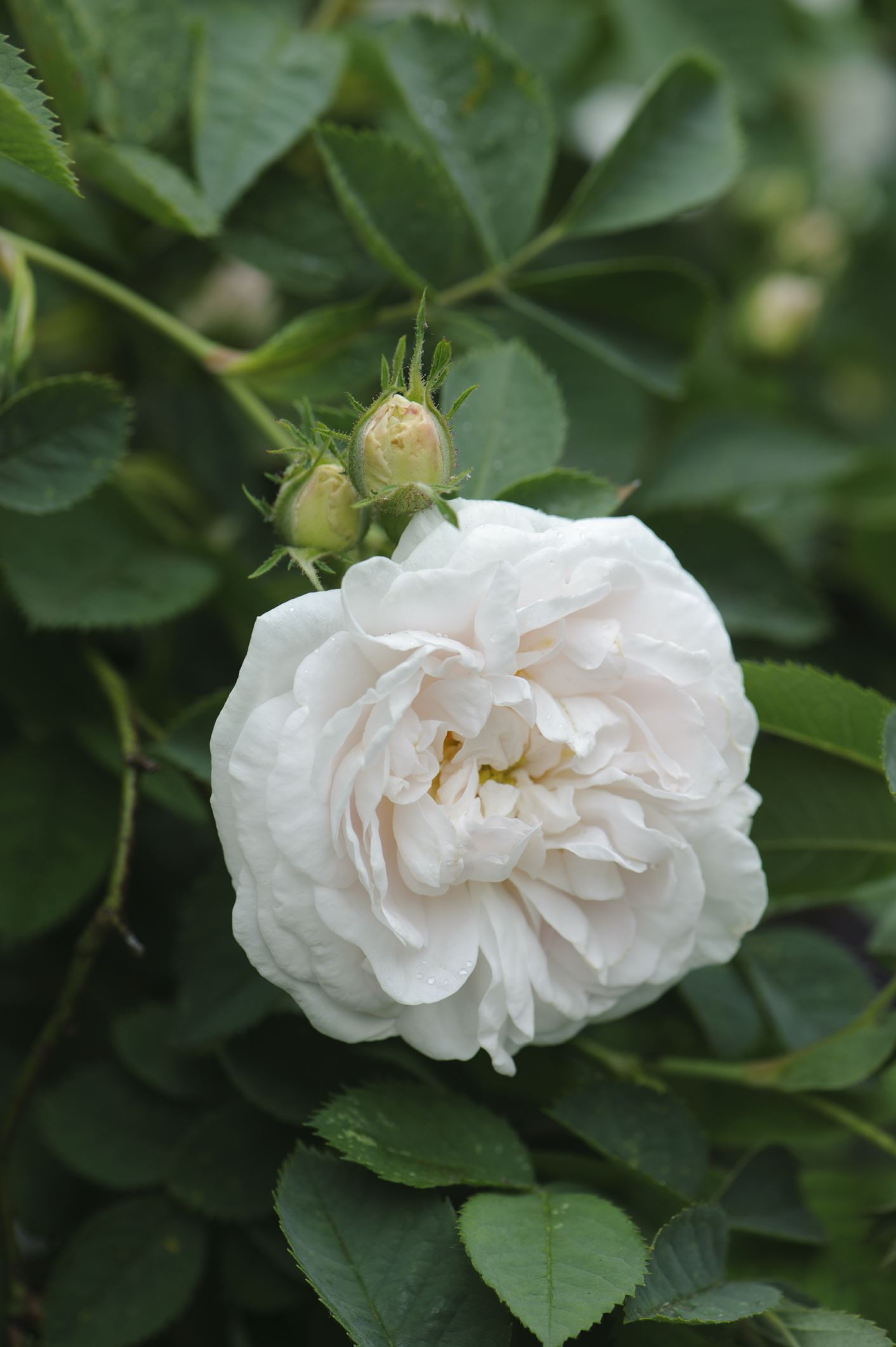 Image of Rosa 'Belle de CrÃ©cy'