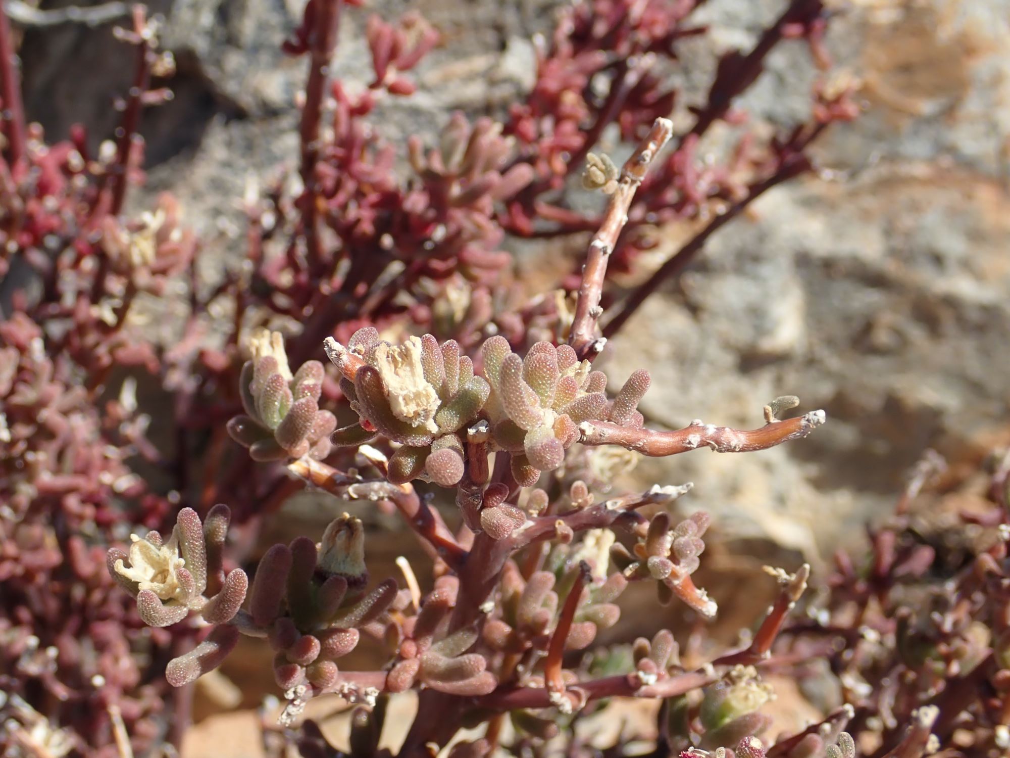 Image of Mesembryanthemum deciduum