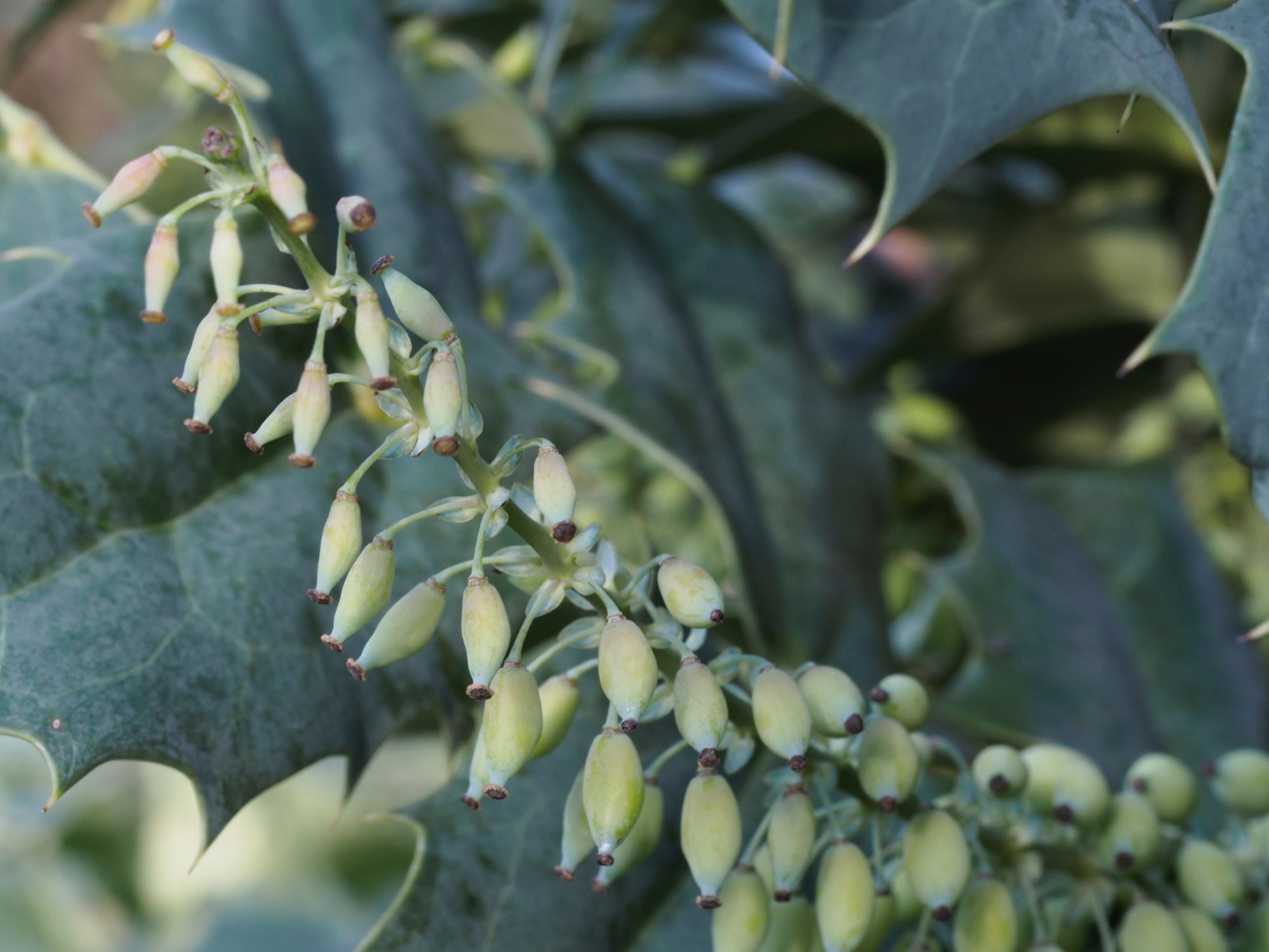 Image of Mahonia Ã— media 'Charity'
