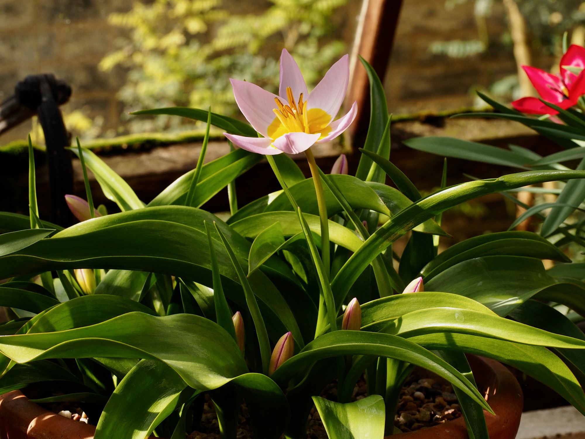 Image of Tulipa saxatalis (Bakeri Group) 'Lilac Wonder'