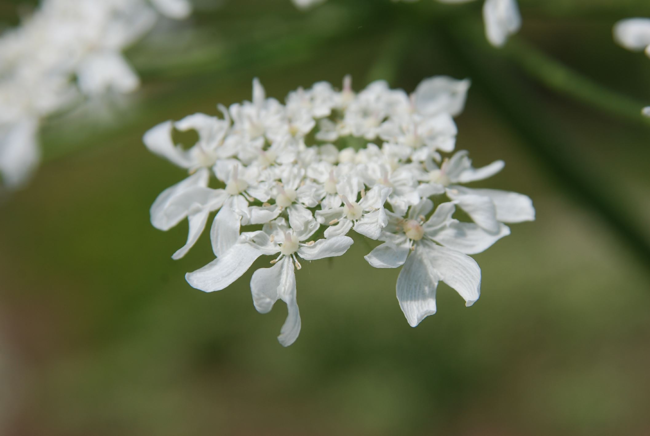 Image of Heracleum sphondylium