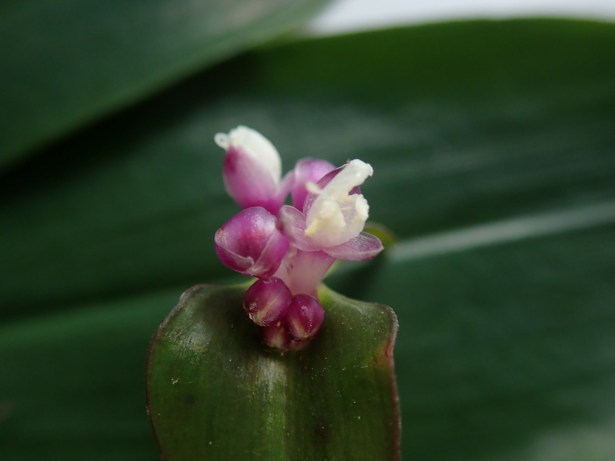 Image of Tradescantia zanonia