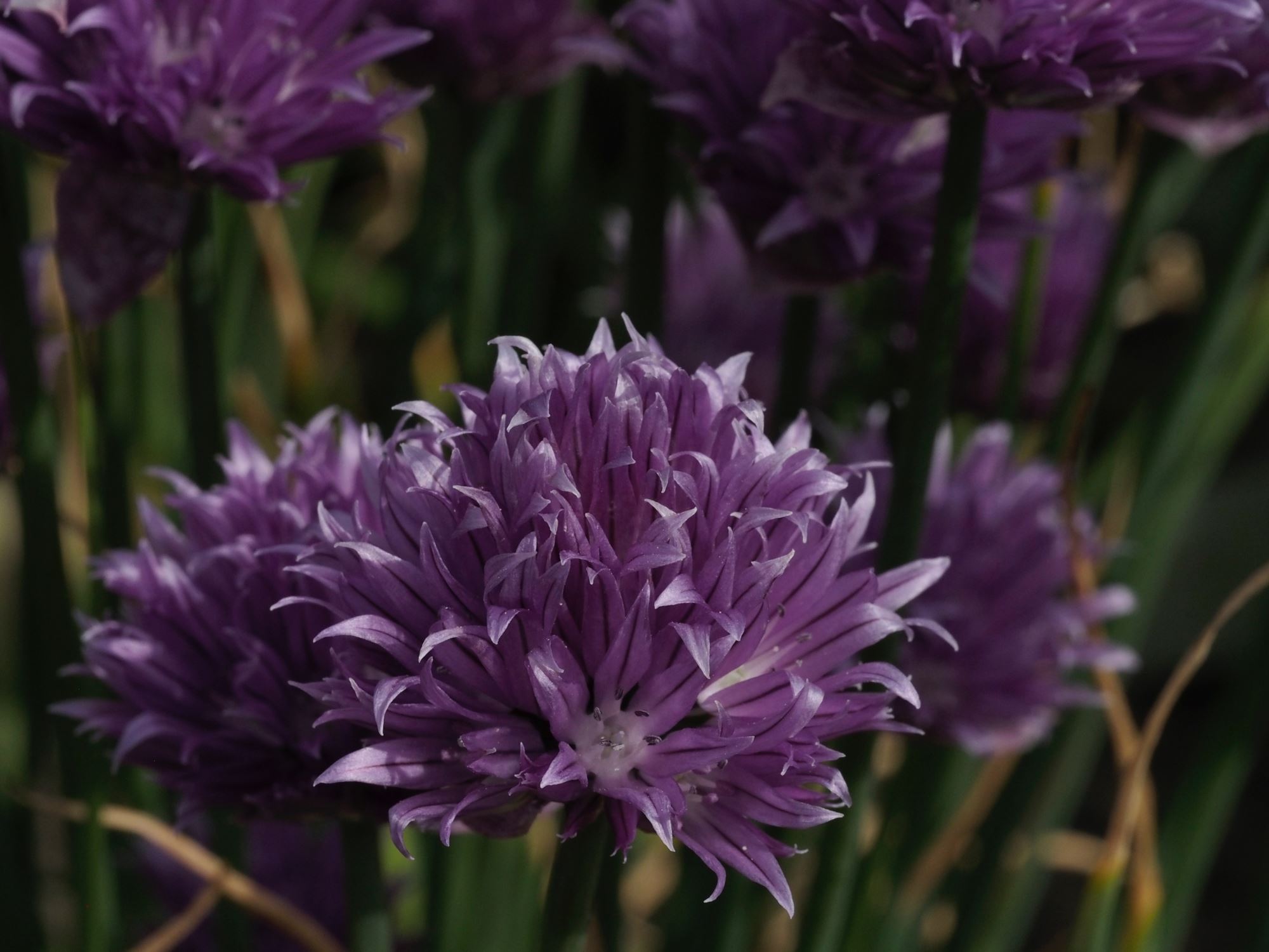 Image of Allium schoenoprasum