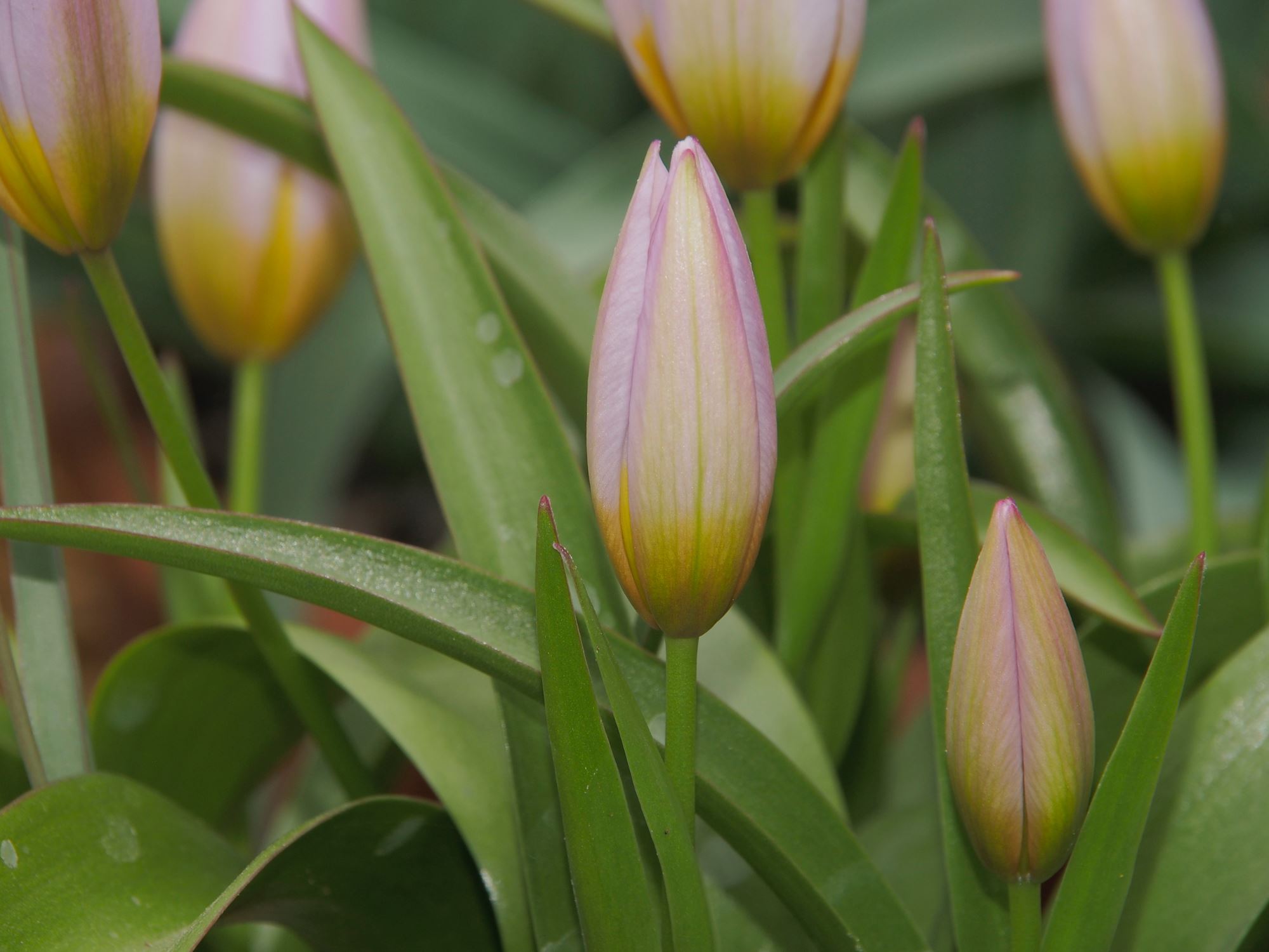 Image of Tulipa saxatilis
