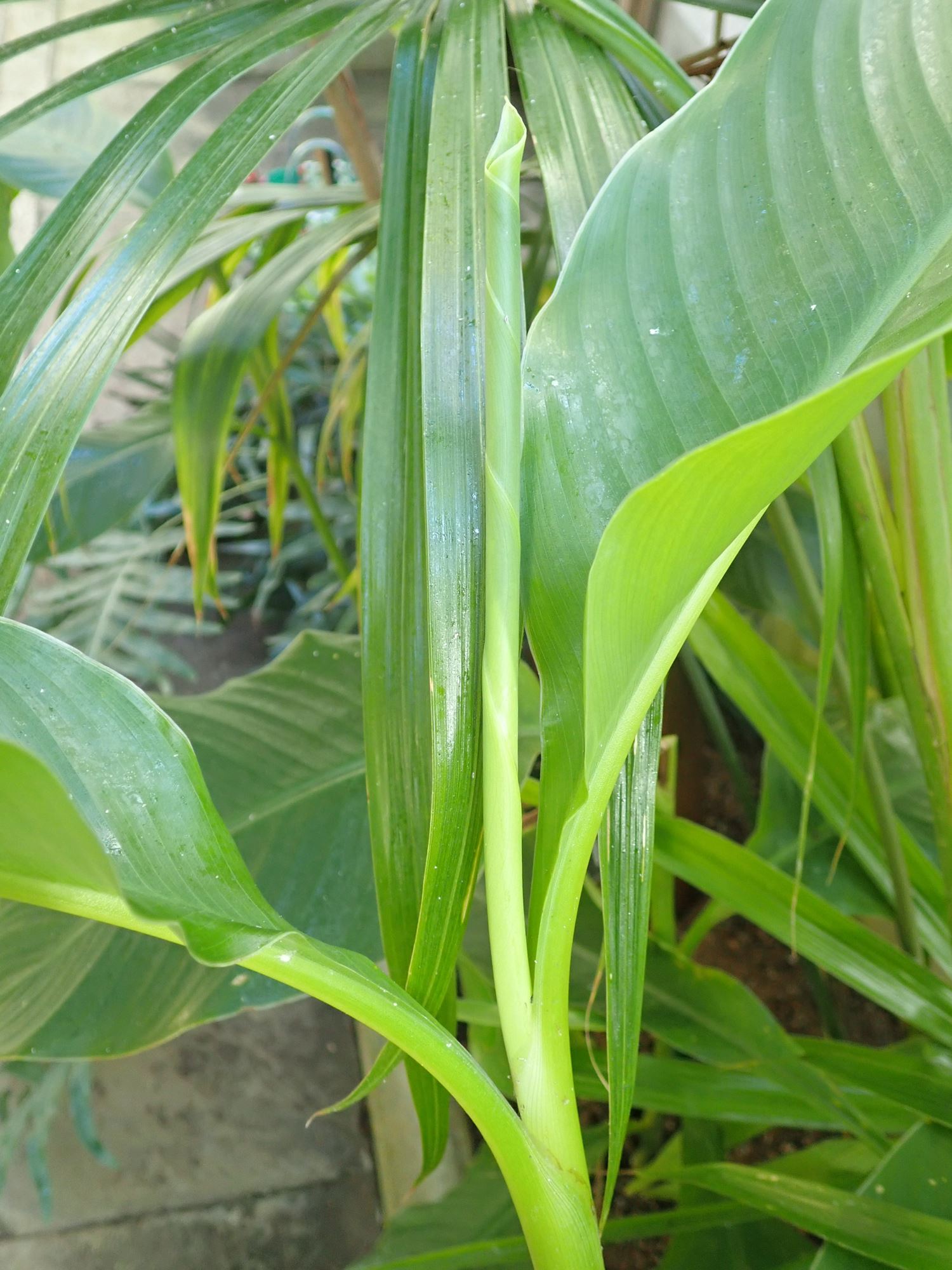 Image of Canna indica