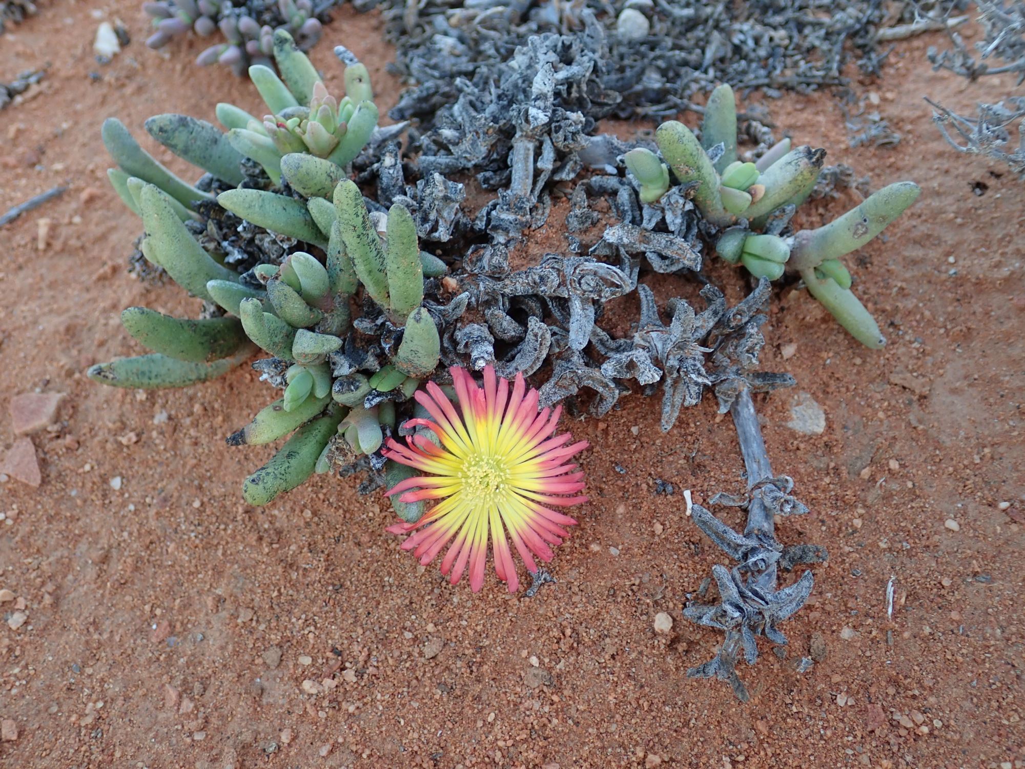 Image of Cephalophyllum sp.
