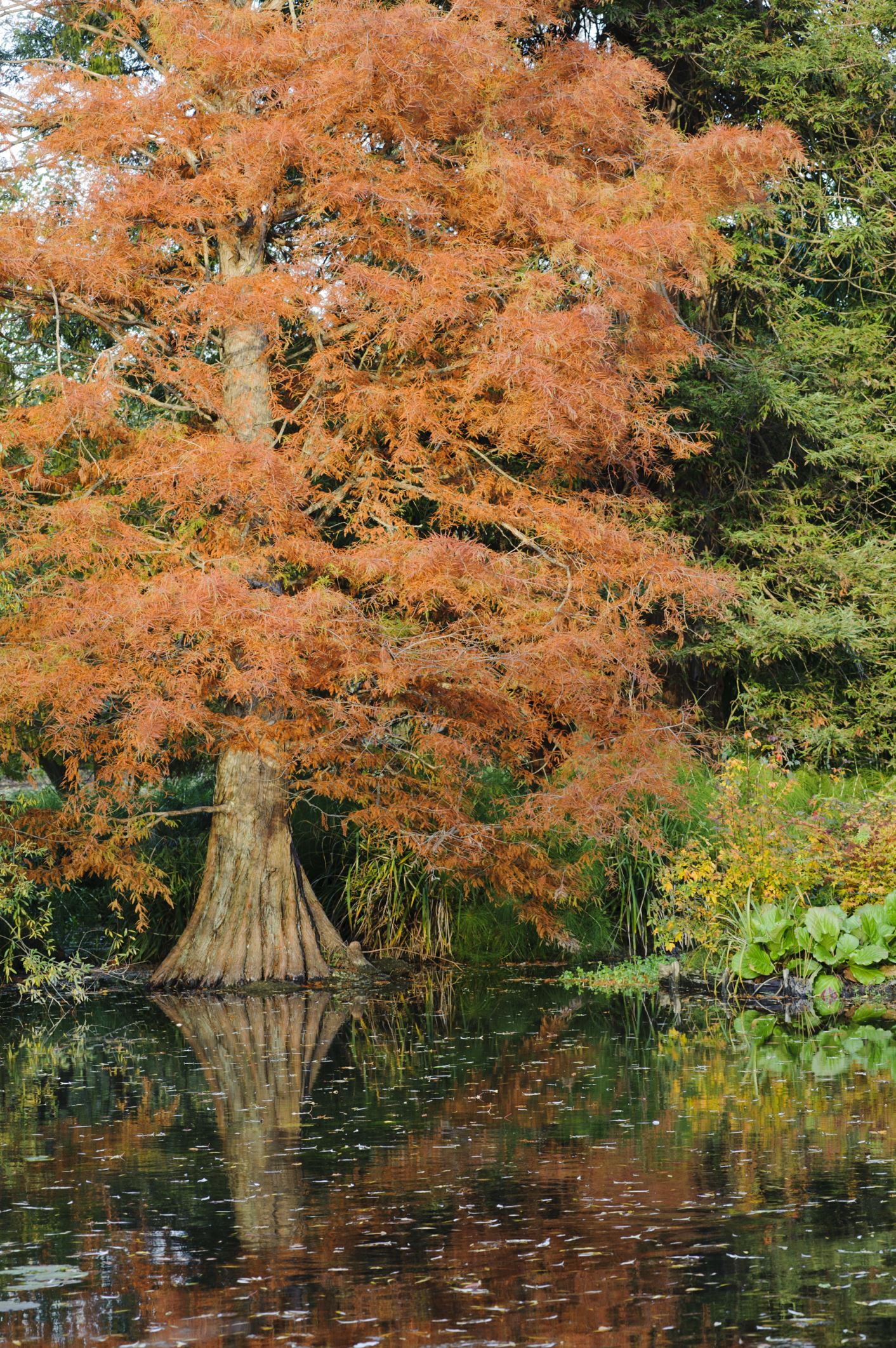 Image of Taxodium distichum var. distichum