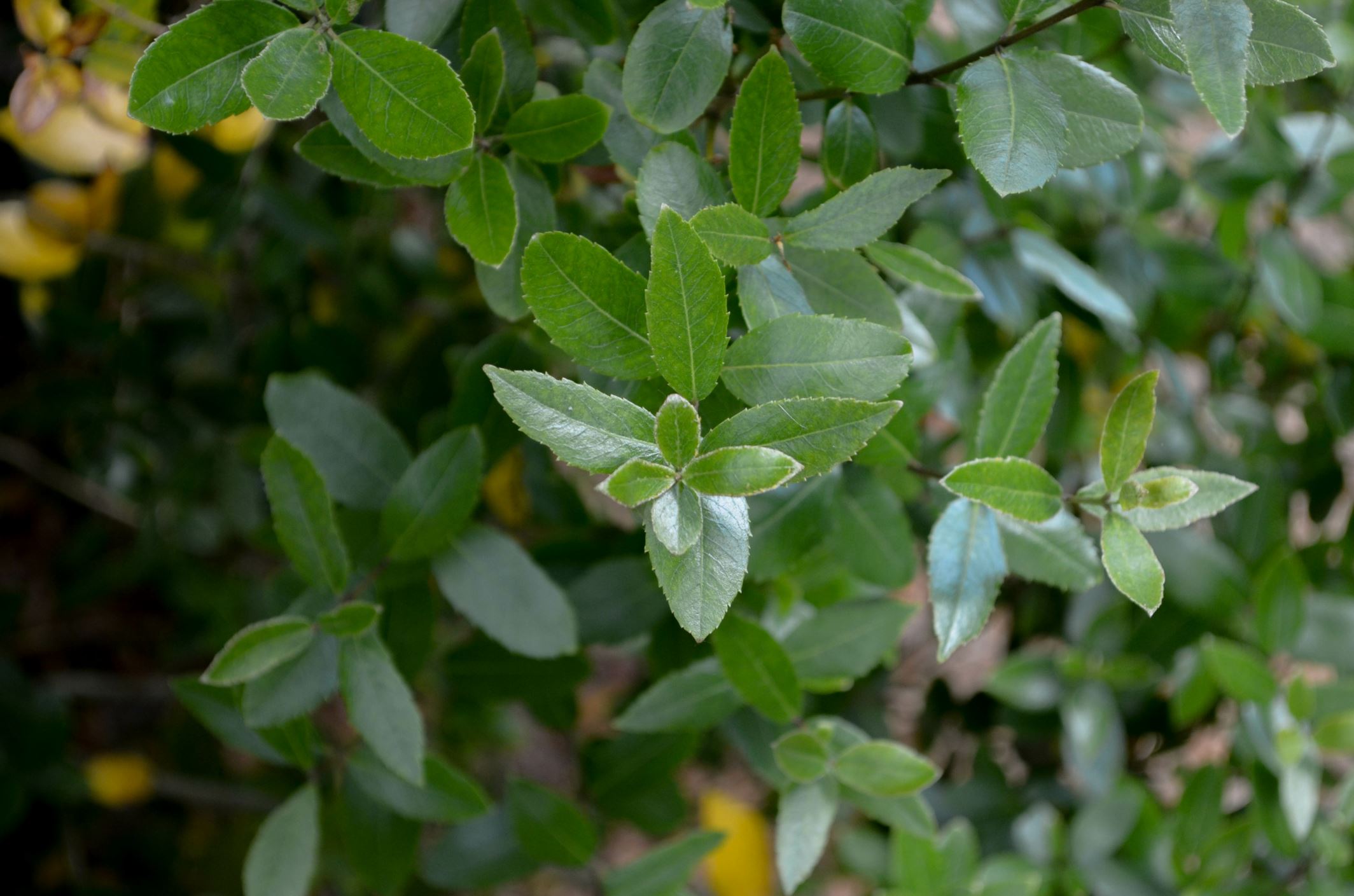 Image of Phillyrea latifolia