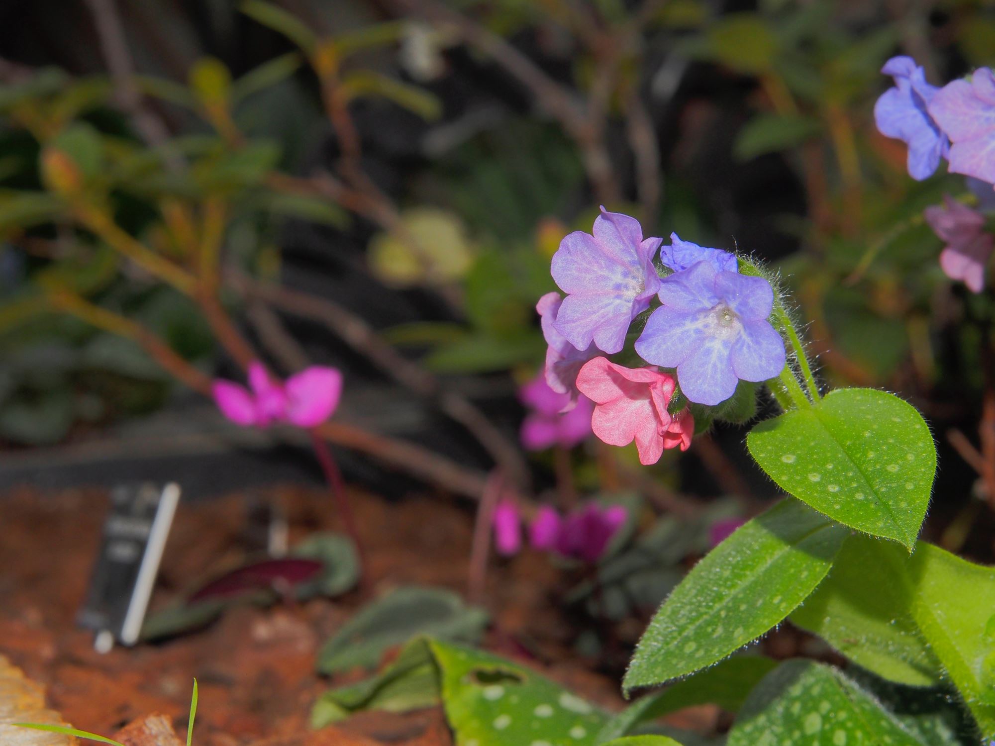 Image of Pulmonaria officinalis