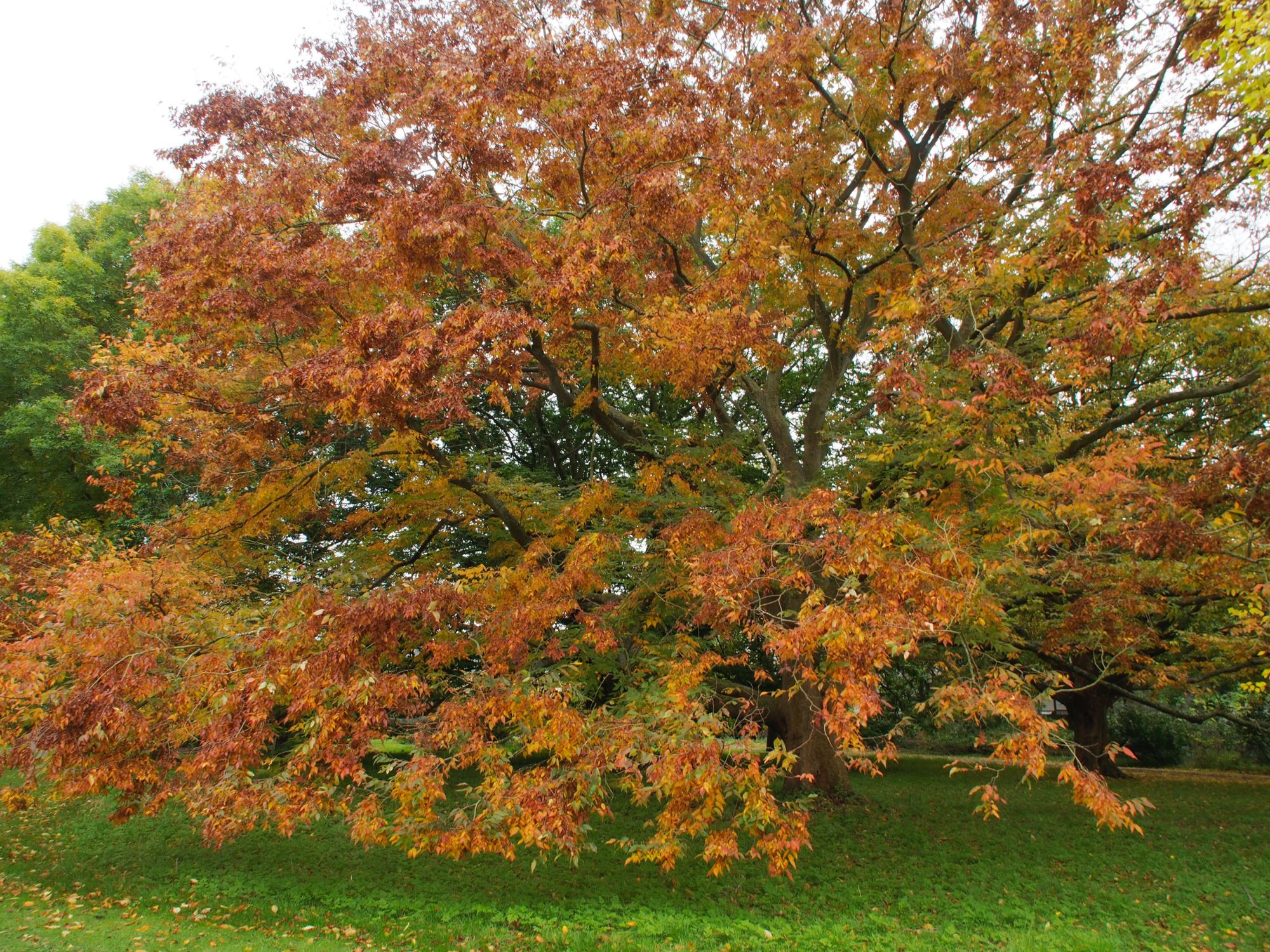 Image of Zelkova serrata
