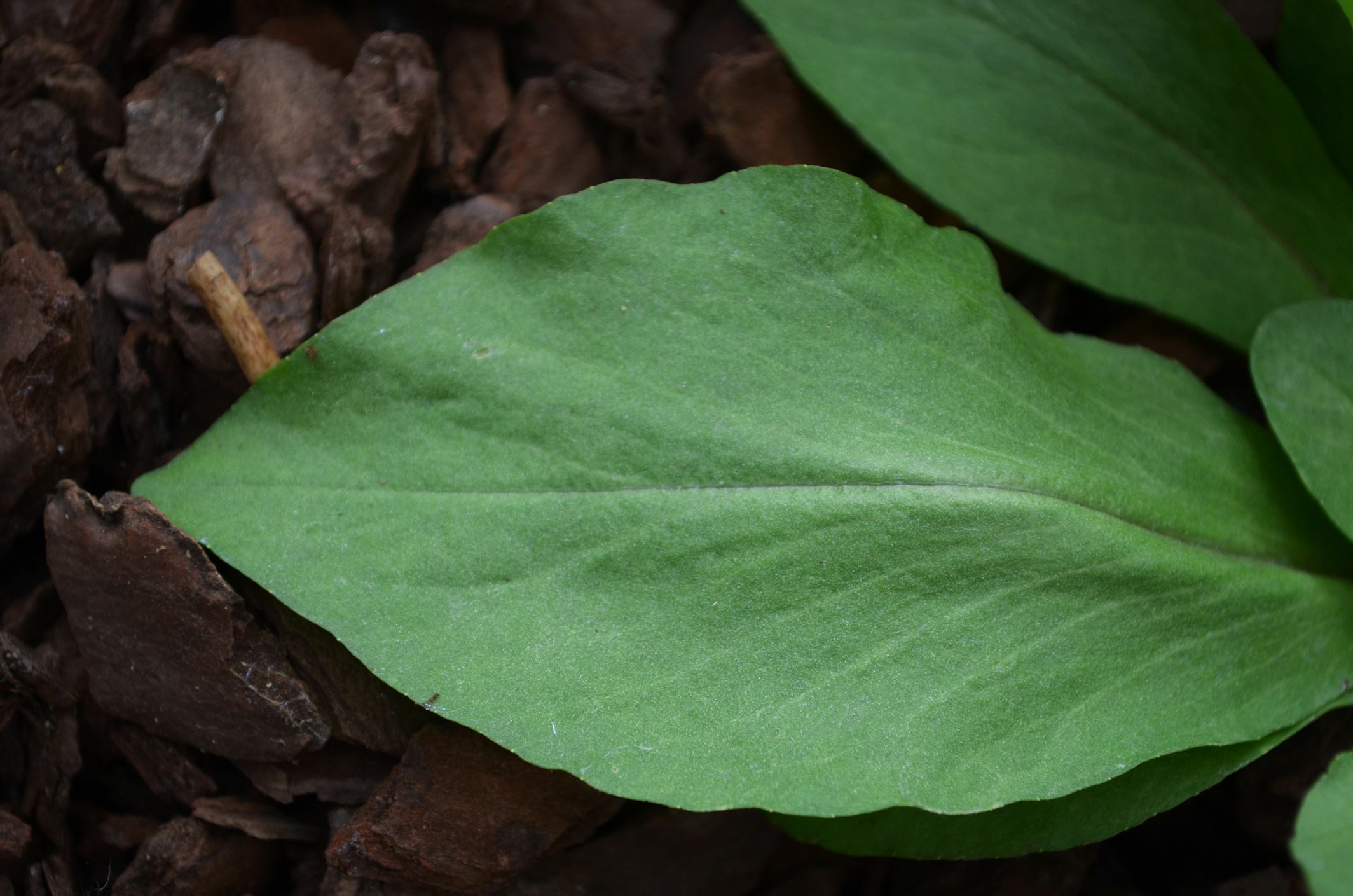 Image of Primula meadia