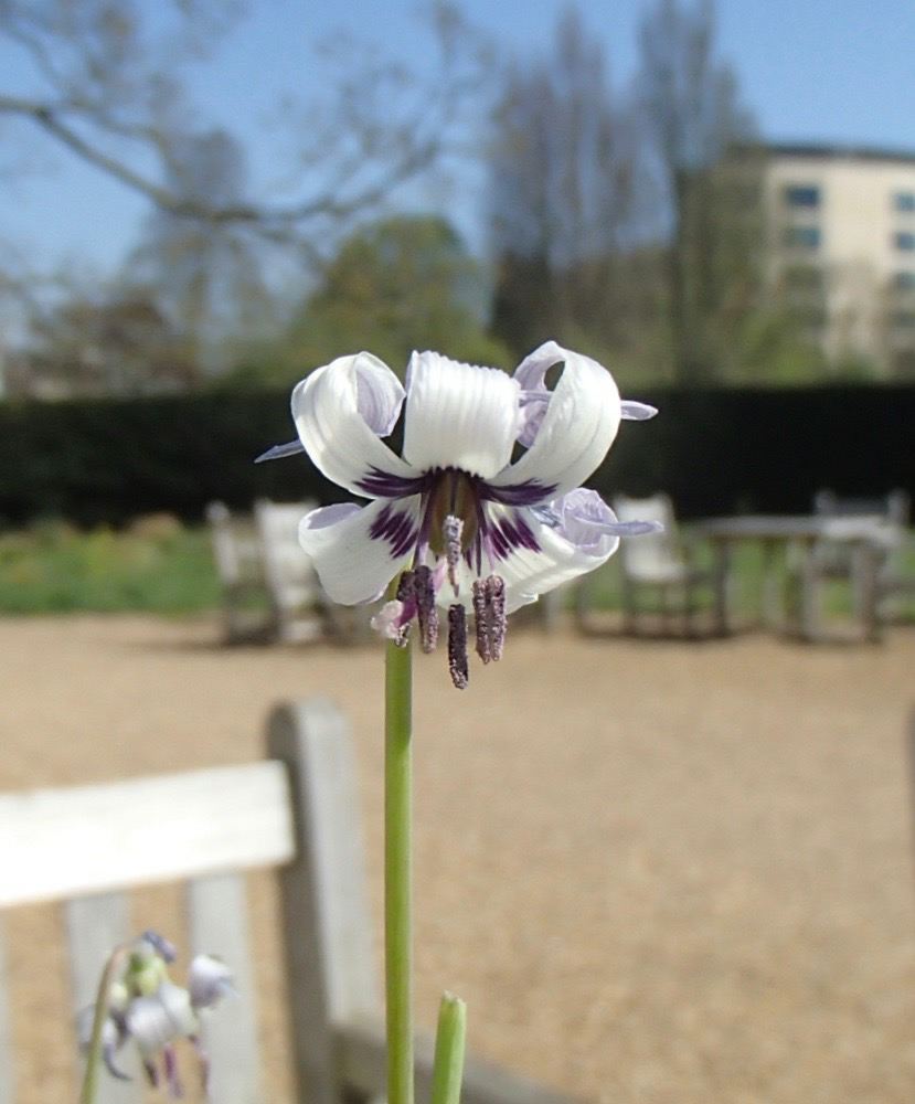 Image of Erythronium hendersonii