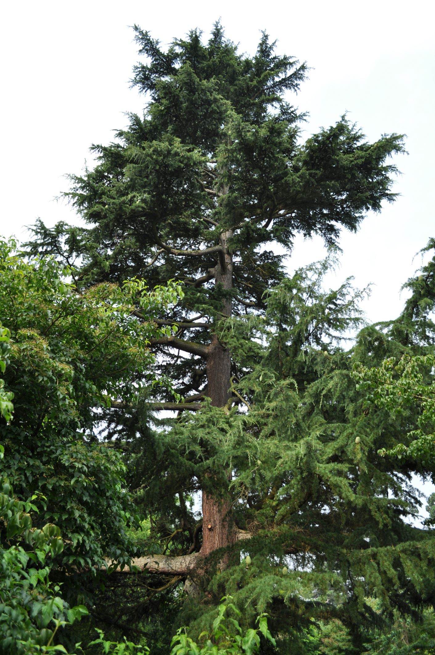 Image of Cedrus deodara