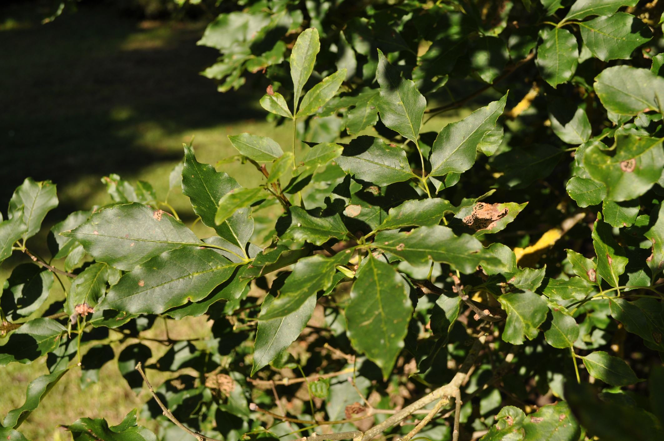 Image of Fraxinus ornus