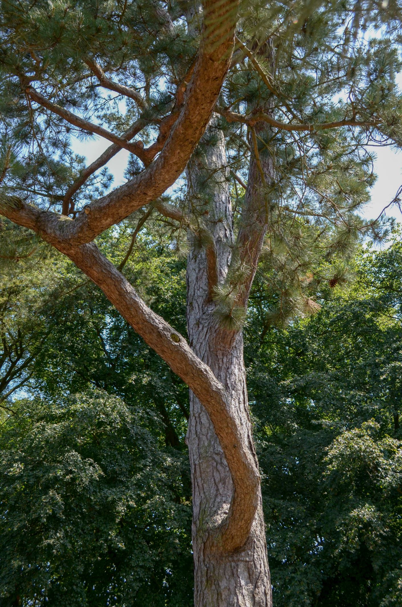 Image of Pinus nigra subsp. salzmannii