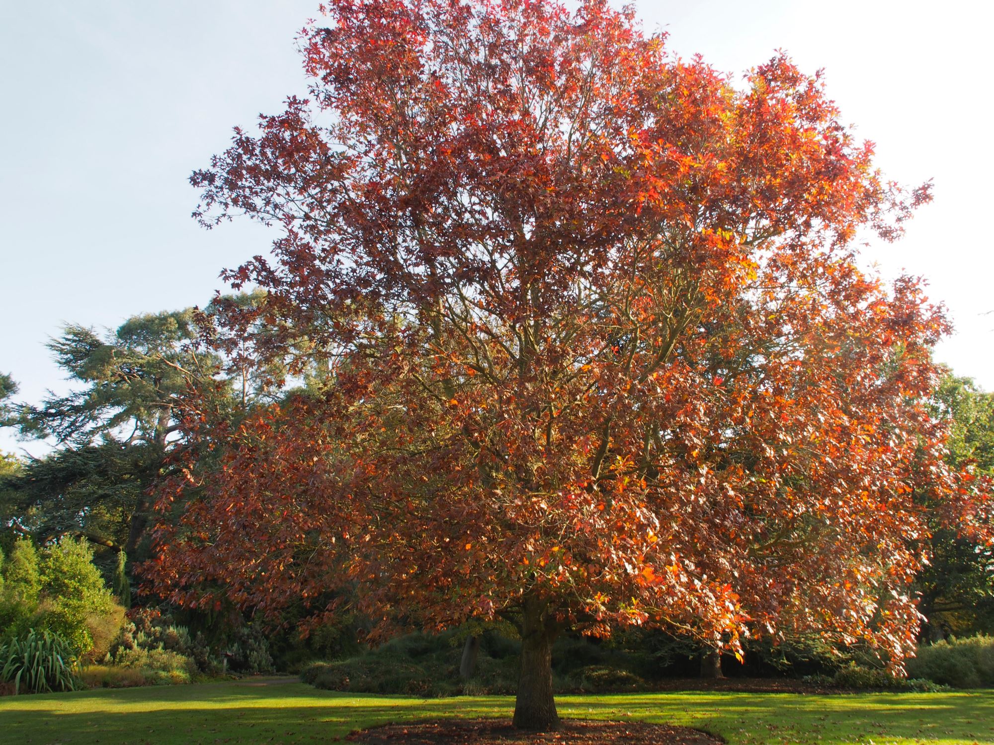 Image of Quercus velutina