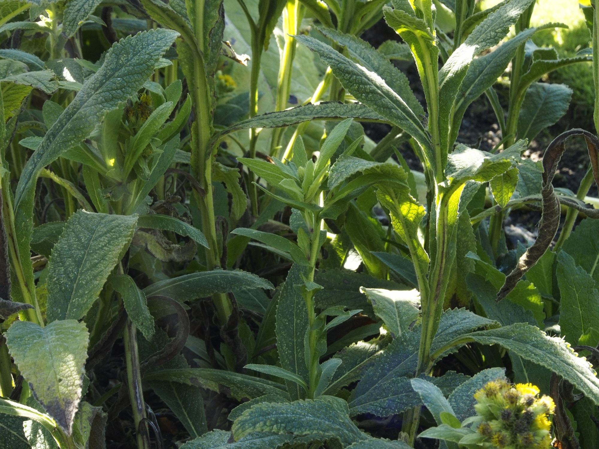 Image of Inula thapsoides