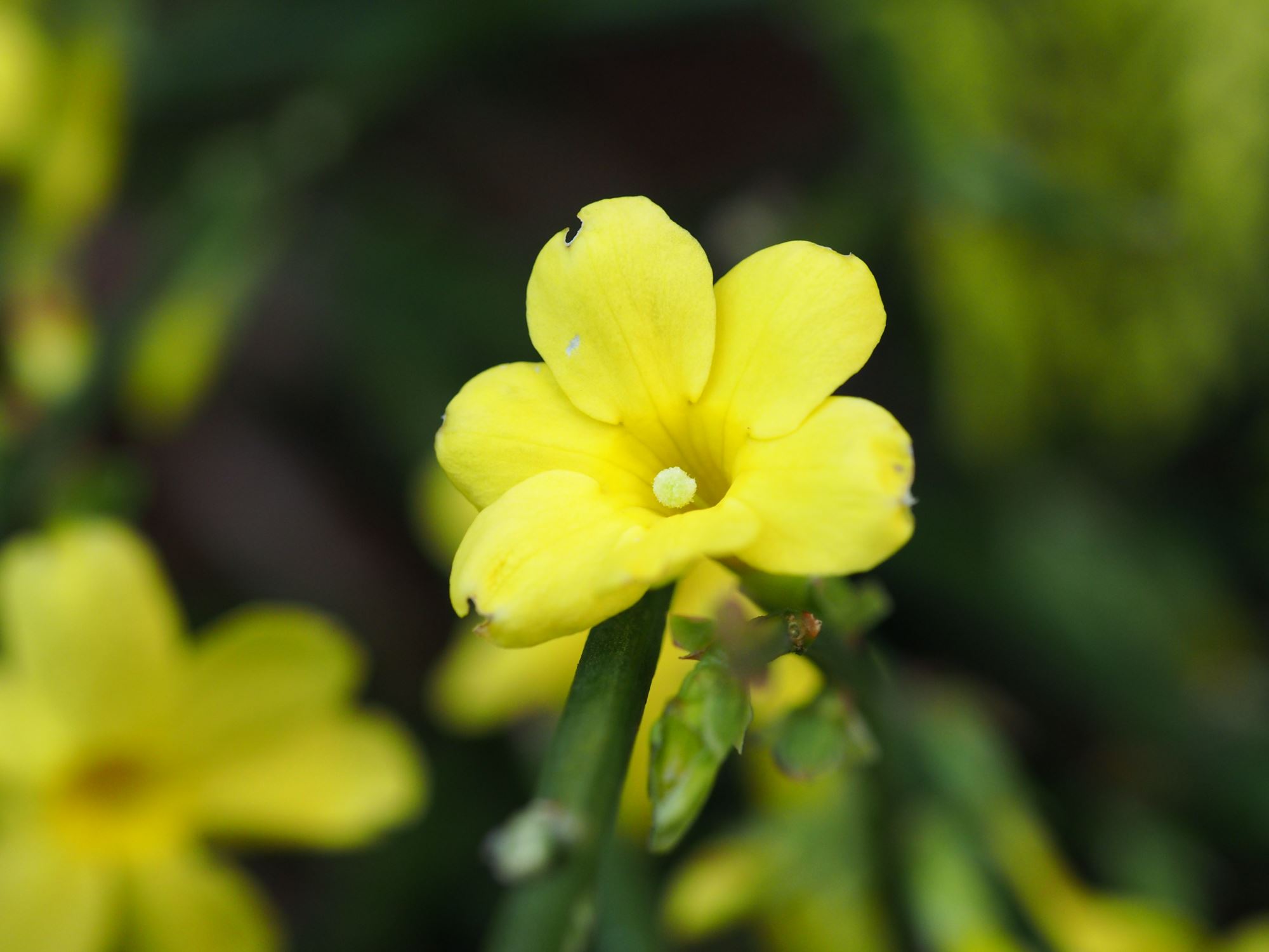 Image of Jasminum nudiflorum