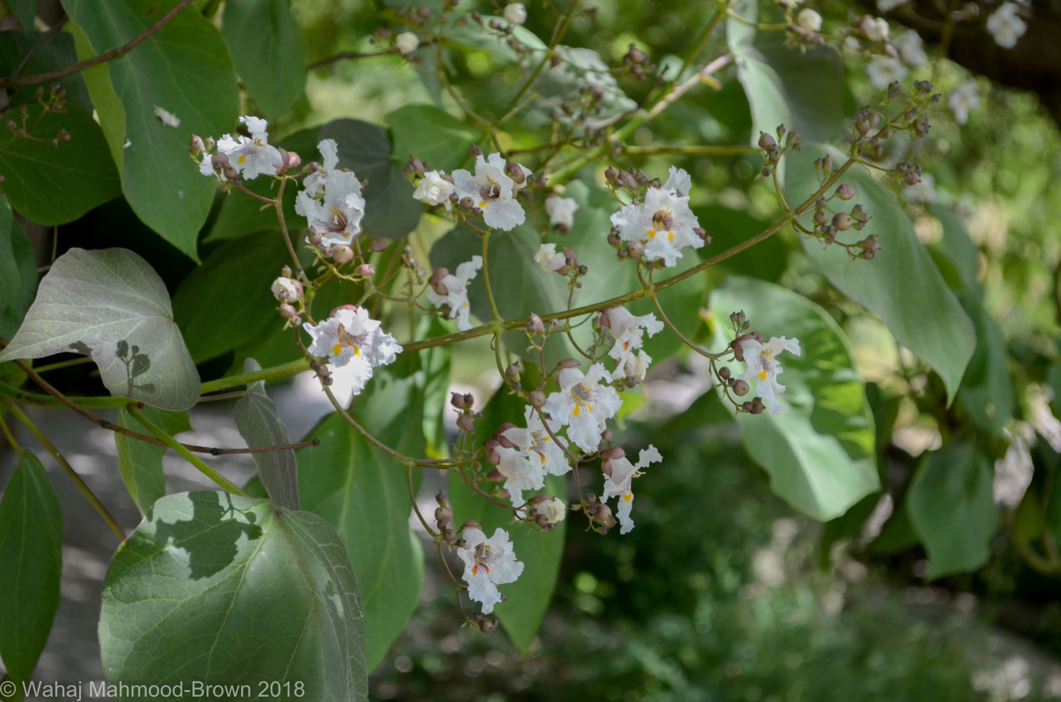 Image of Catalpa Ã— erubescens 'Purpurea'
