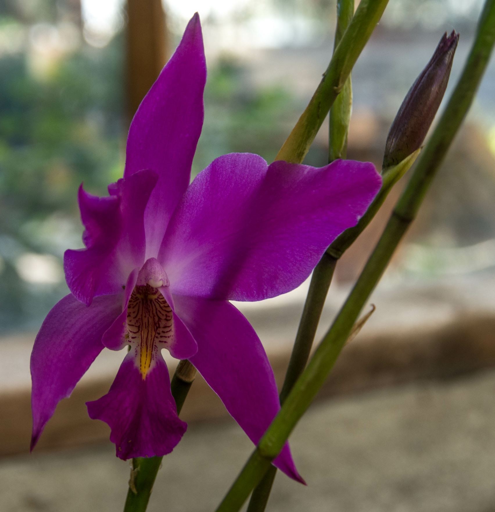 Image of Laelia autumnalis
