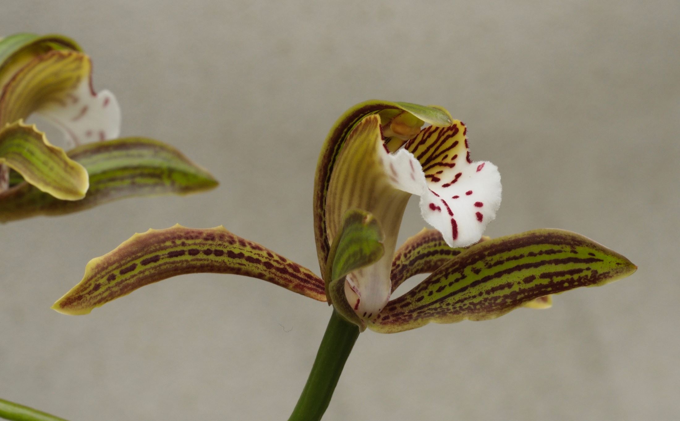 Image of Cymbidium erythraeum
