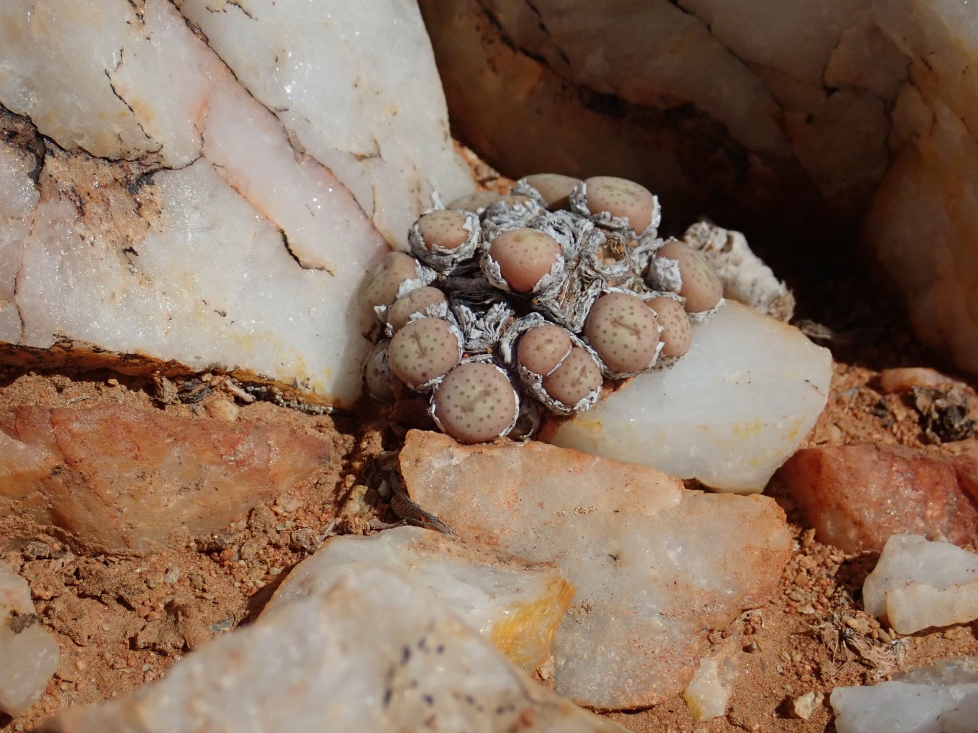 Image of Conophytum breve