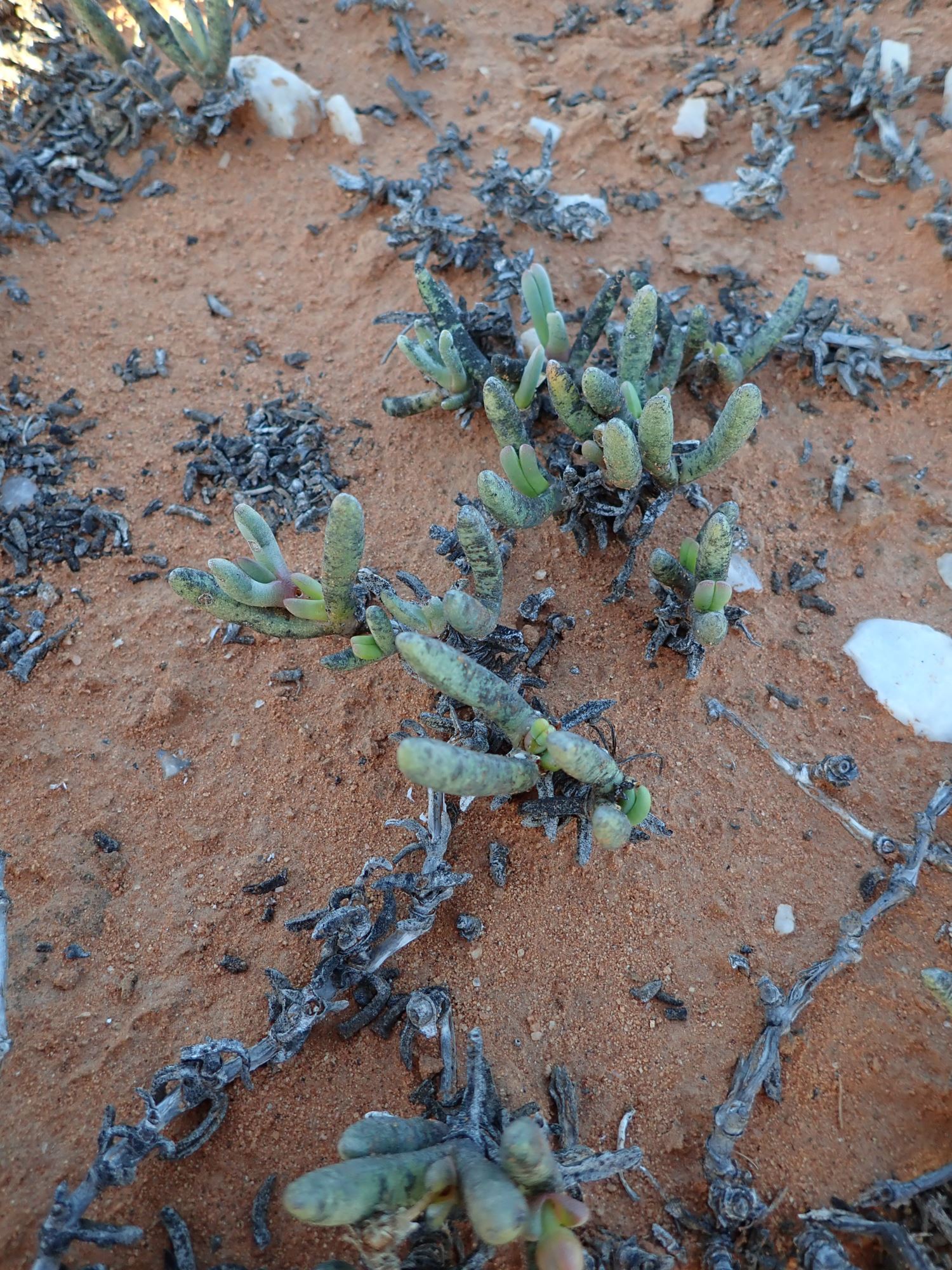 Image of Cephalophyllum sp.