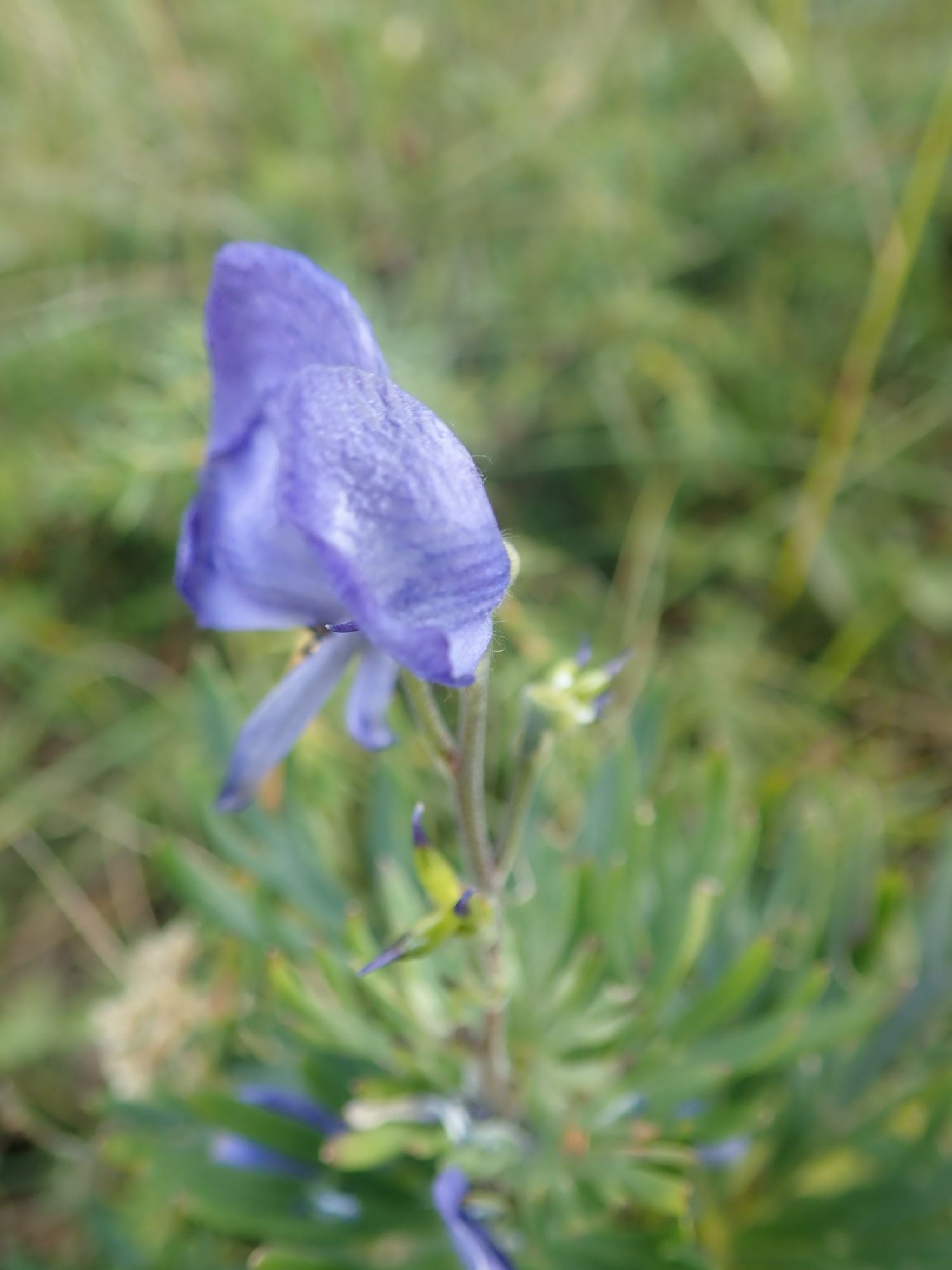 Image of Aconitum napellus