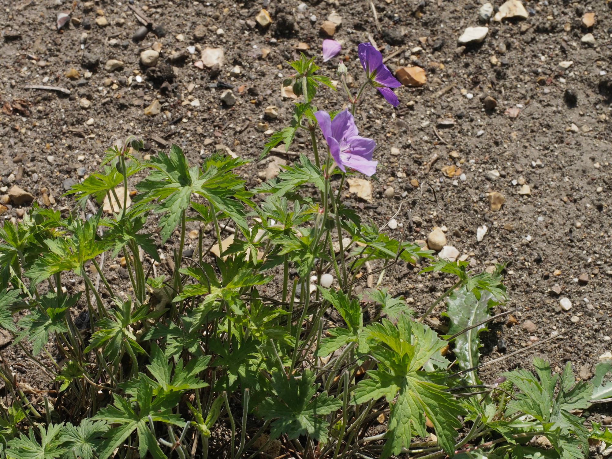 Image of Geranium pratense var. stewartianum