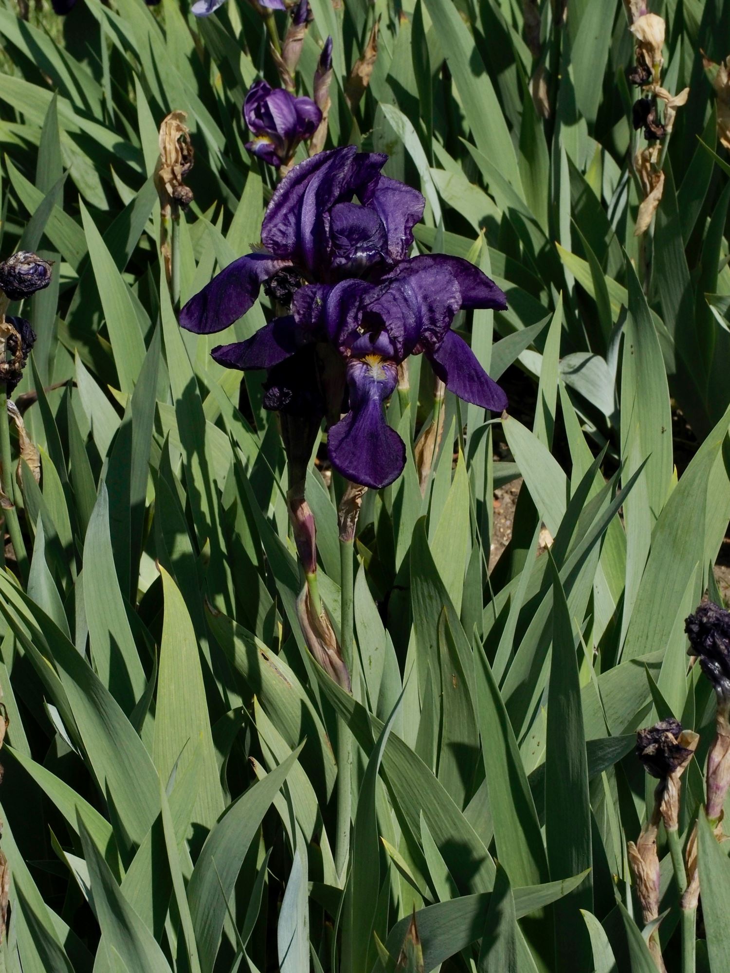 Image of Iris Ã— kochii