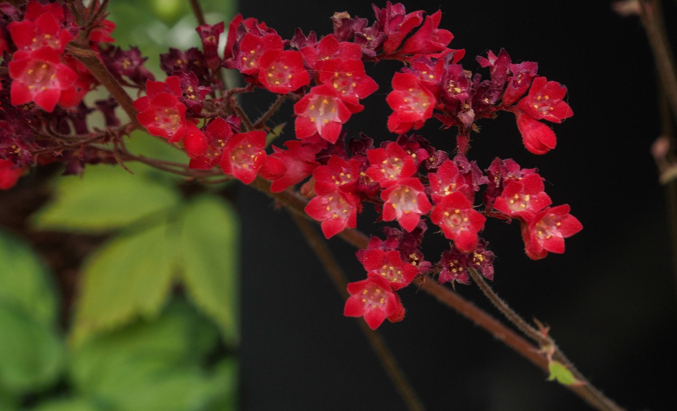 Image of Heuchera sanguinea