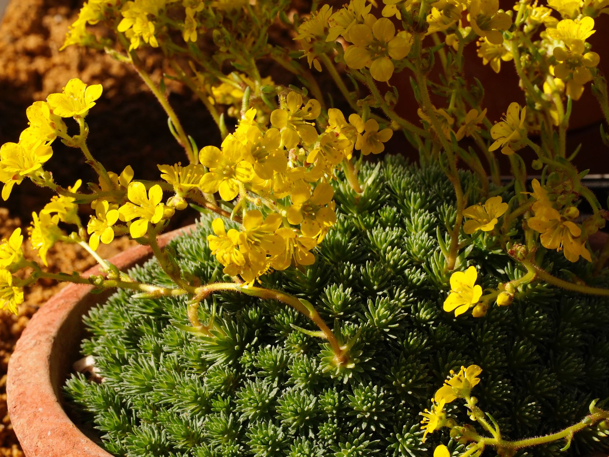 Image of Saxifraga Ã— borisii